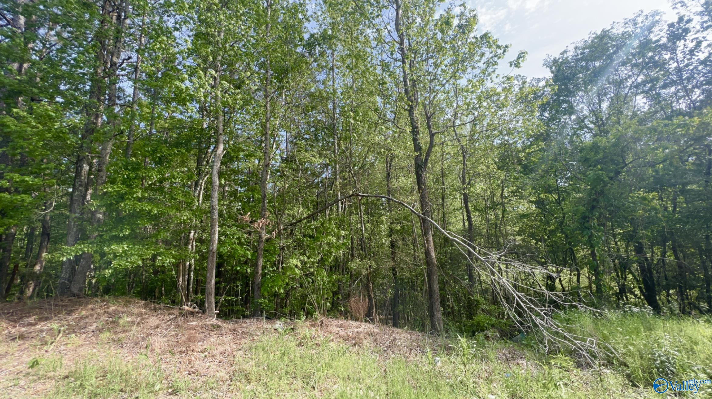 1 ACRE Hickory Avenue, Haleyville, Alabama image 4