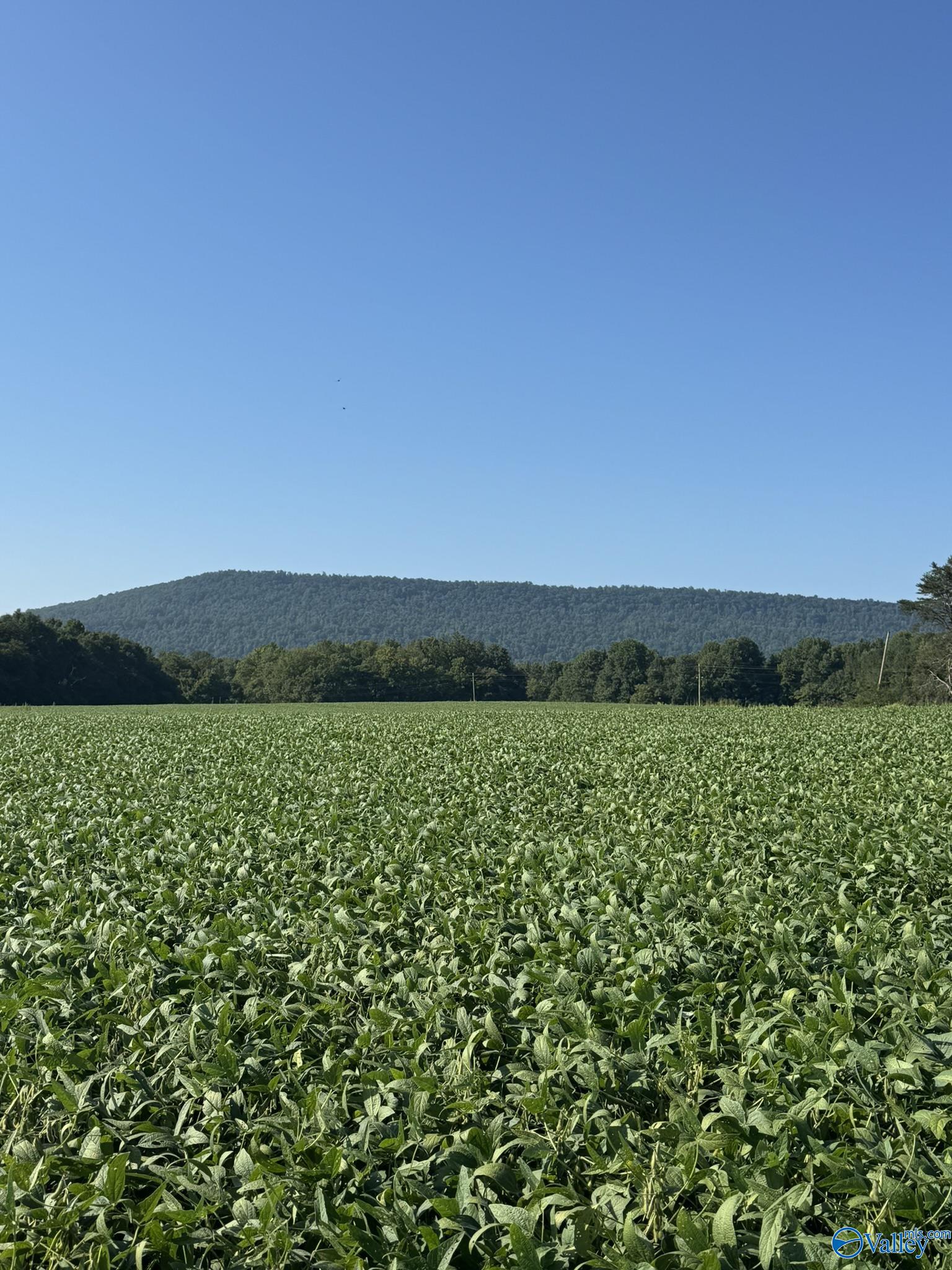 179 Acres Alabama Highway 117, Stevenson, Alabama image 1