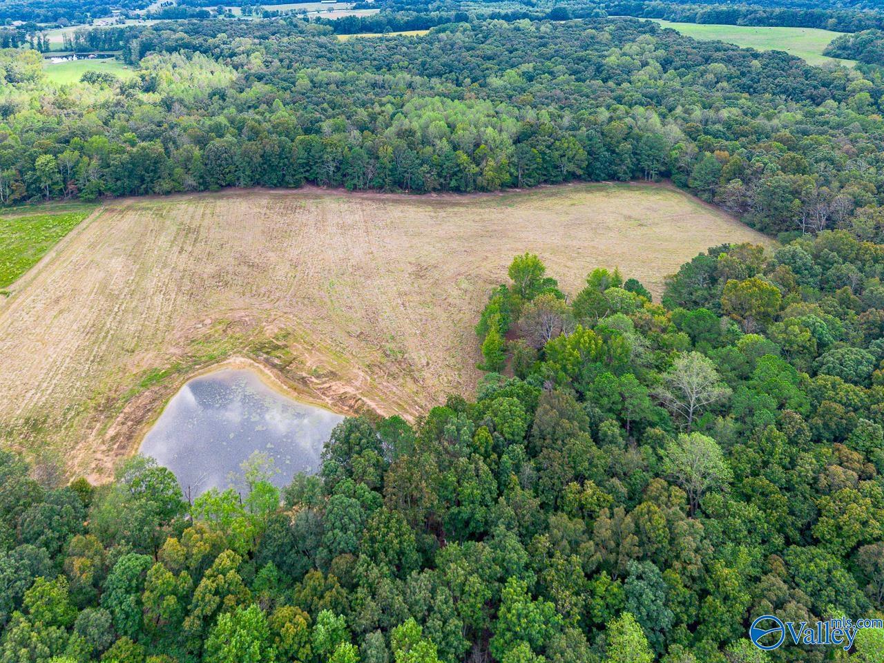 40 Acres Eva Road, Falkville, Alabama image 6