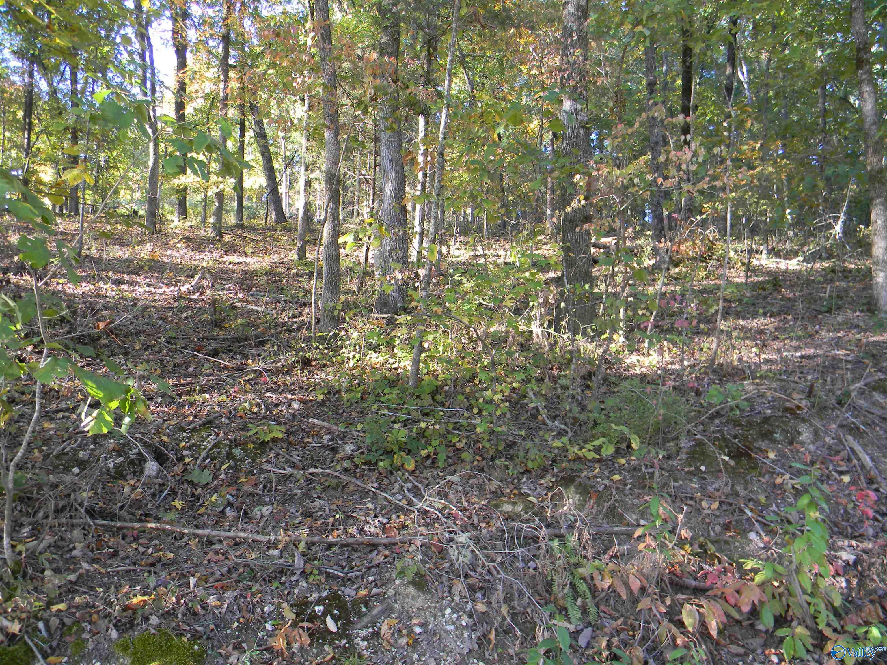 Lot 5 County Road 594, Leesburg, Alabama image 1