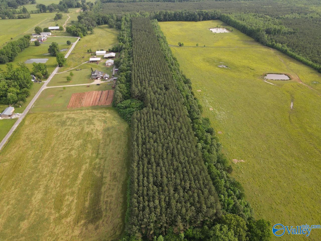 18.5 ACRES County Road 381, Hillsboro, Alabama image 1