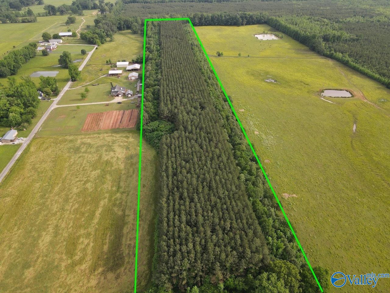 18.5 ACRES County Road 381, Hillsboro, Alabama image 3