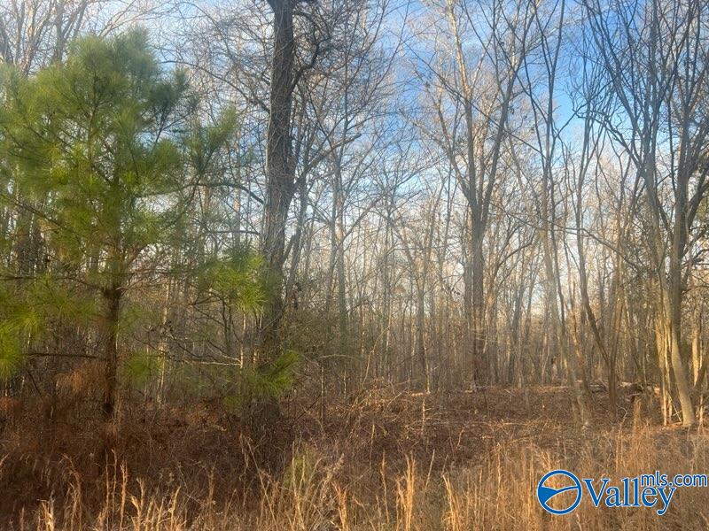 3 +/-Acres County Road 137, Cedar Bluff, Alabama image 1