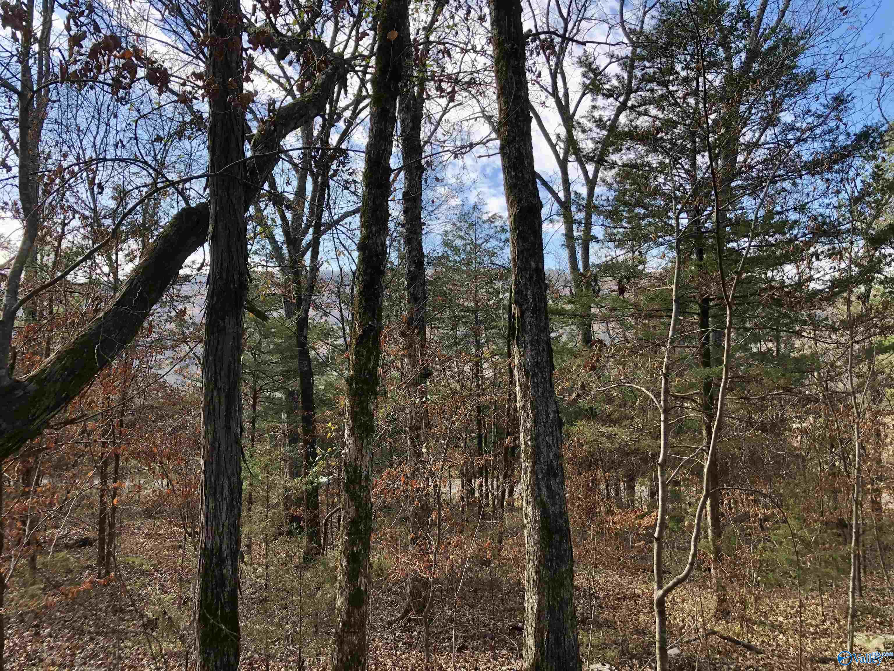 LOT 0 Bettinger Mountain Road, Union Grove, Alabama image 1