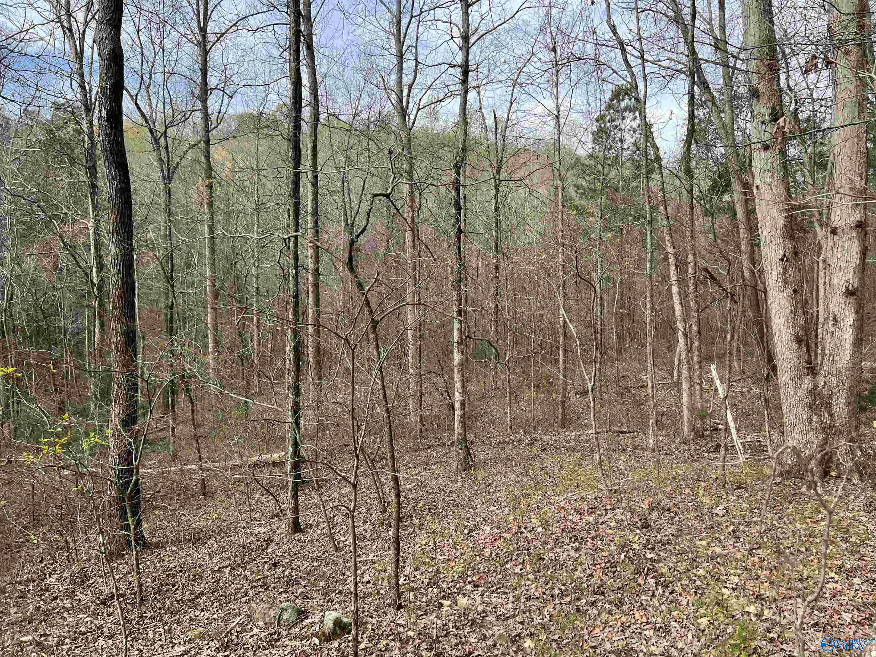 110+/- ACRES County Road 262, Town Creek, Alabama image 22