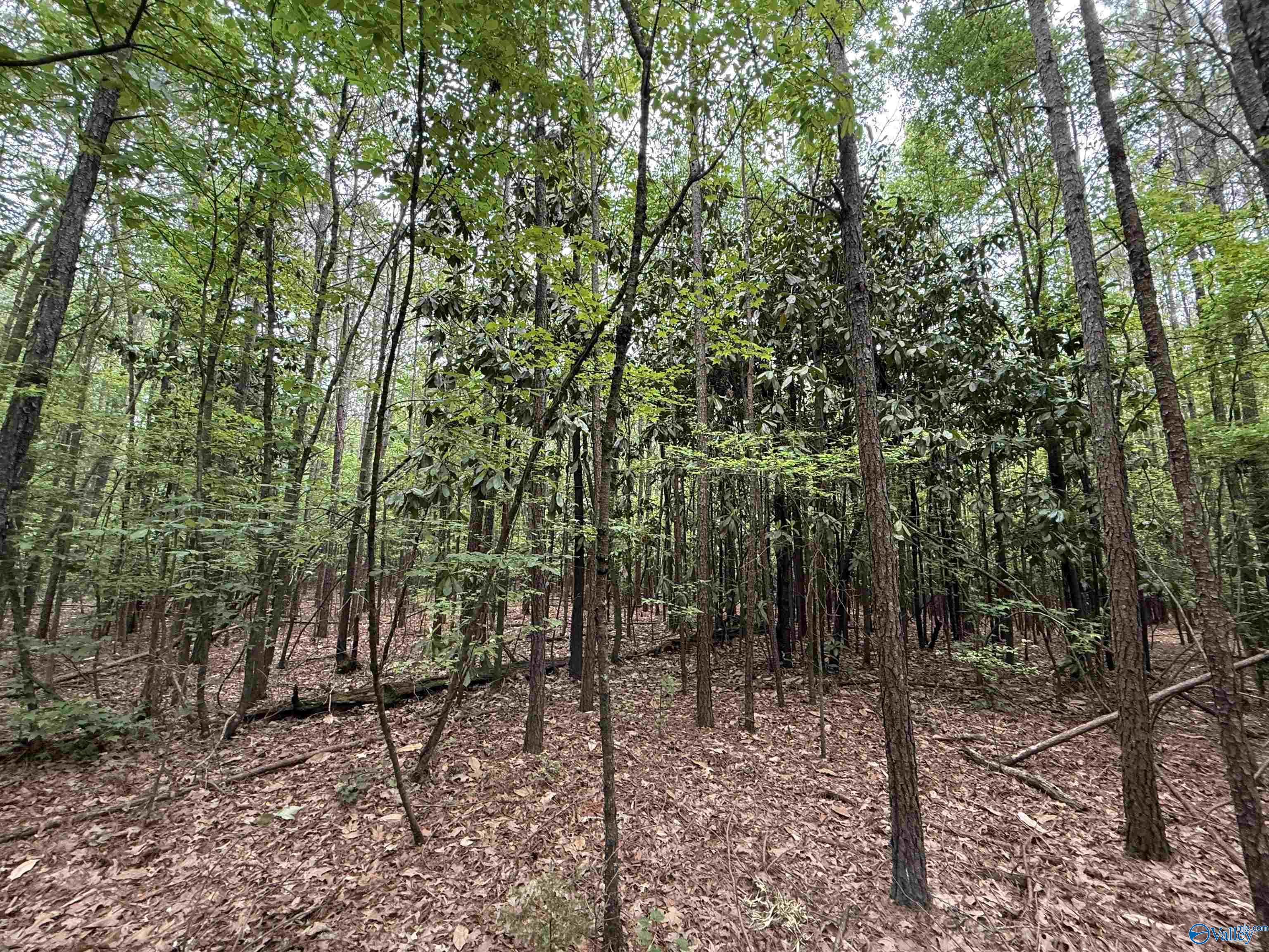 16 Acres Tol Street, Centre, Alabama image 5