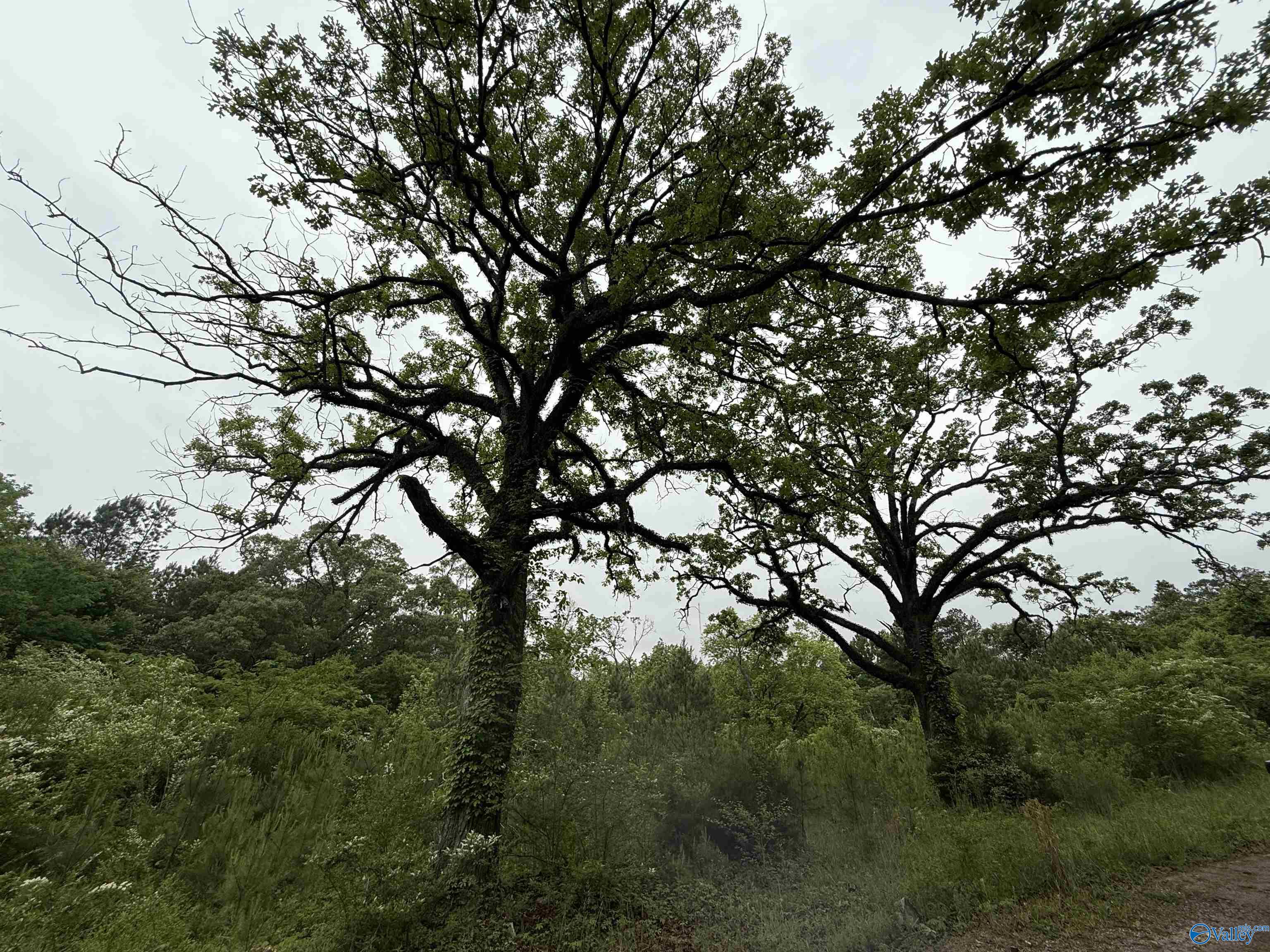 16 Acres Tol Street, Centre, Alabama image 7