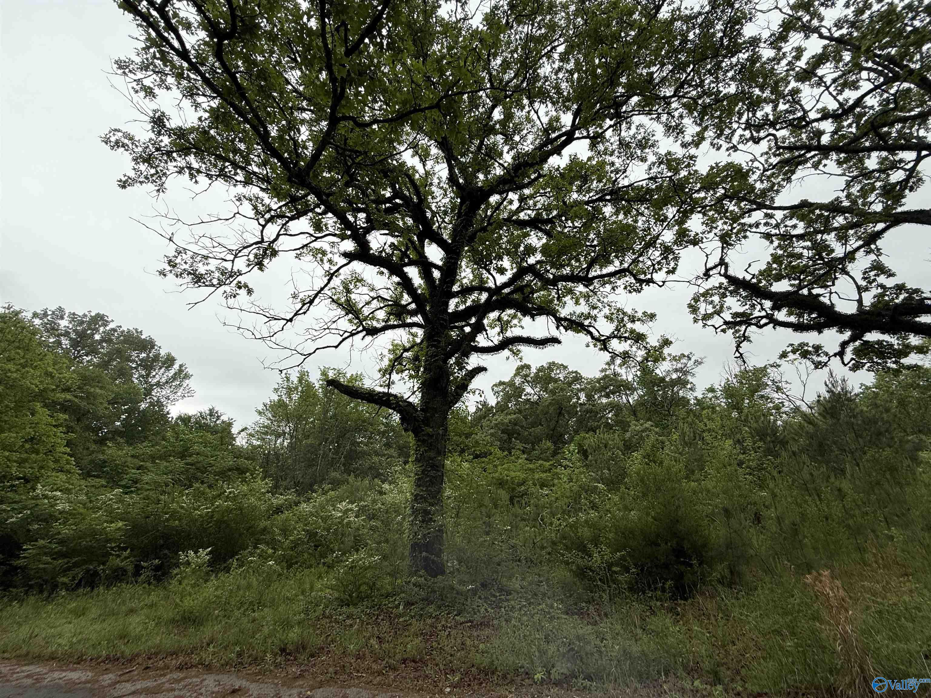 16 Acres Tol Street, Centre, Alabama image 6
