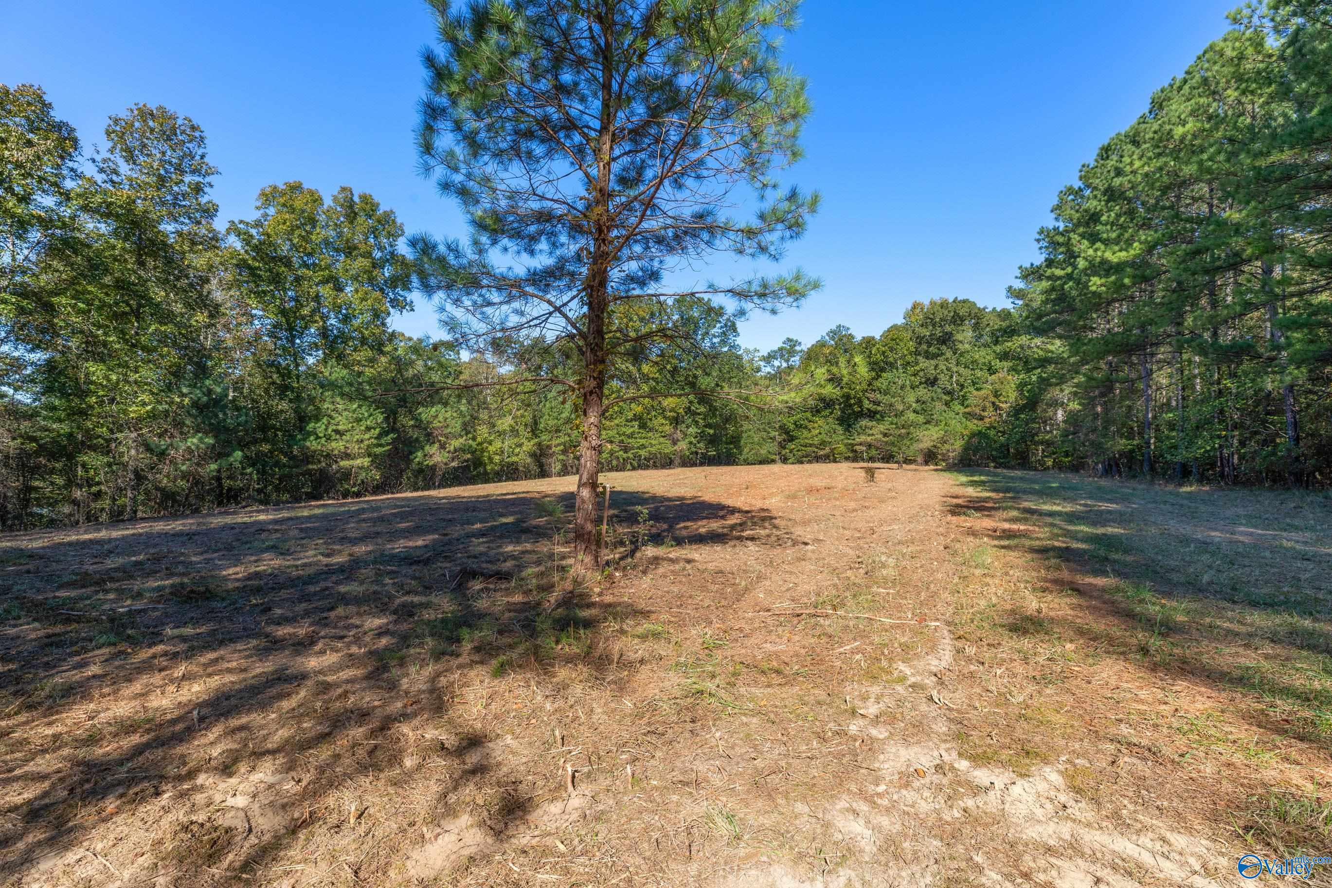 42 County Highway 79, Bear Creek, Alabama image 7