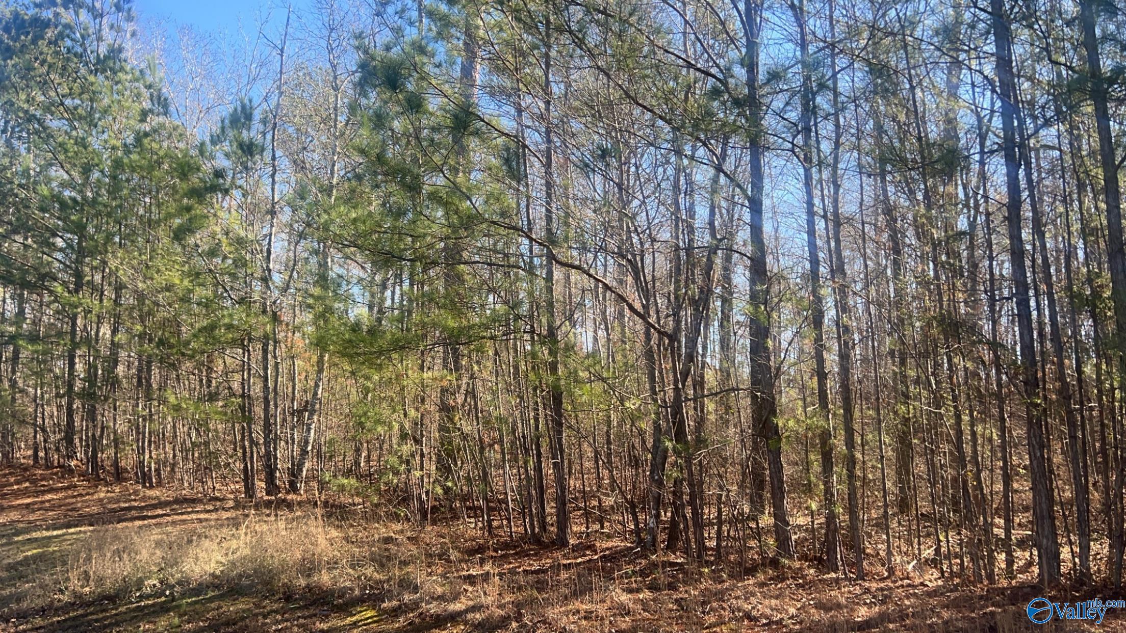 1.3+/- Ac Stoney Point Landing, Double Springs, Alabama image 3