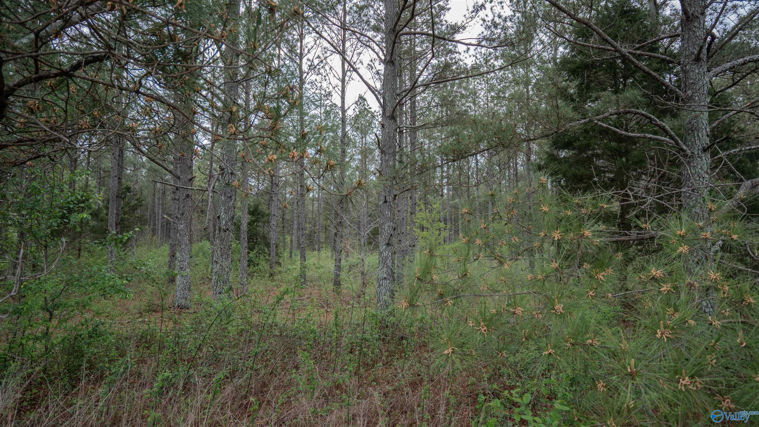 45 Acres County Road 497, Lexington, Alabama image 13