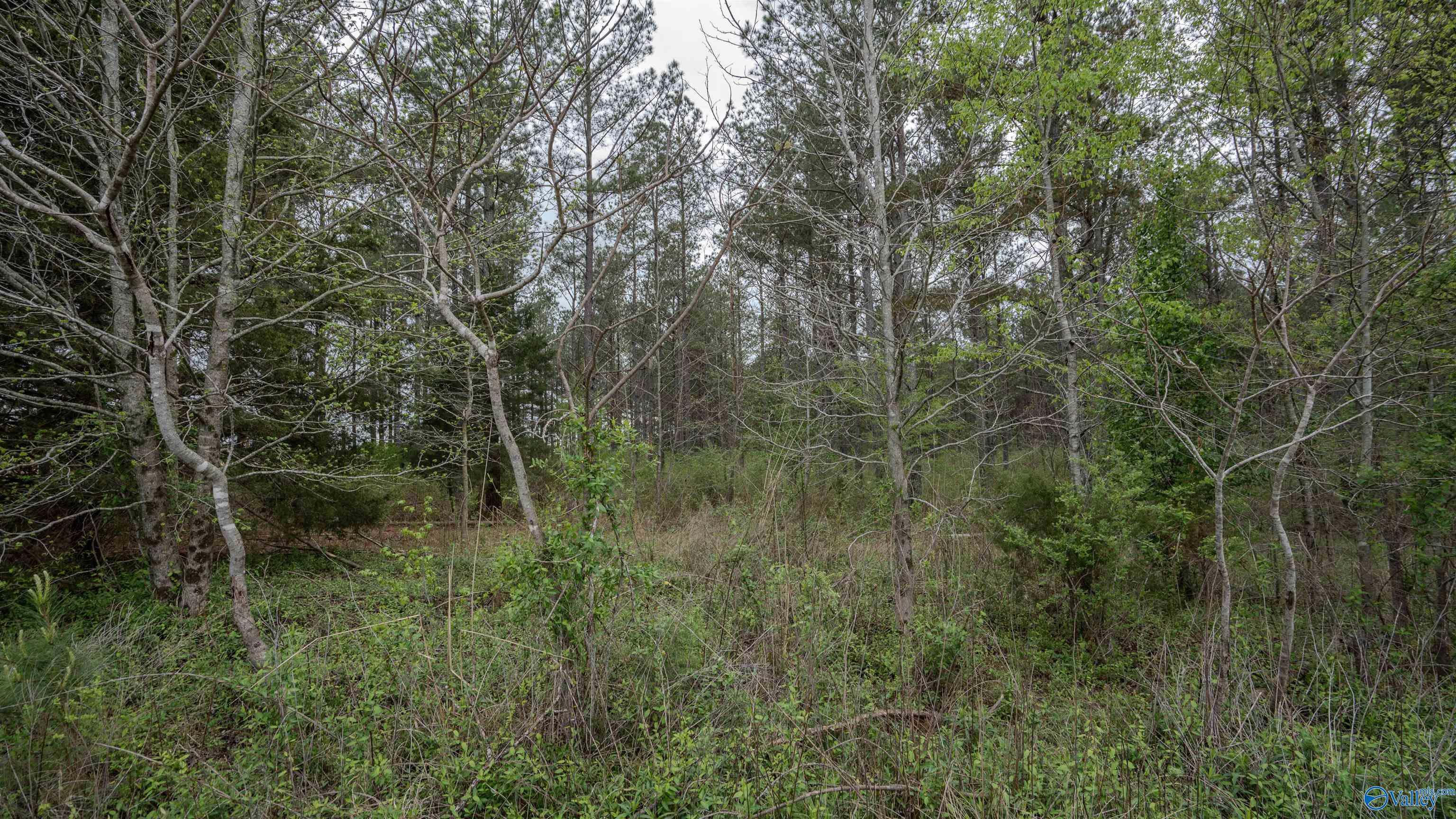 45 Acres County Road 497, Lexington, Alabama image 11