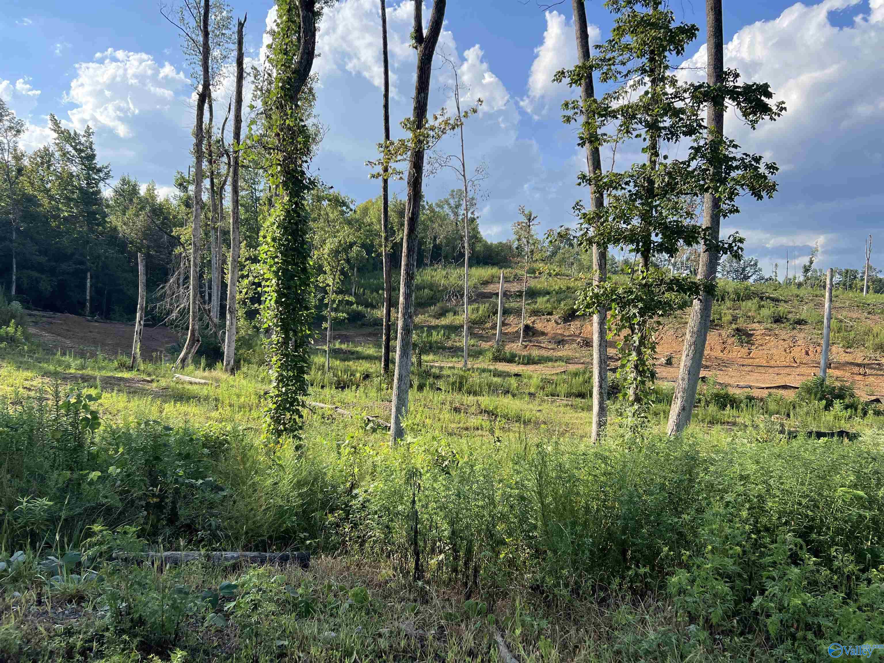 15ac County Road 700, Cullman, Alabama image 2