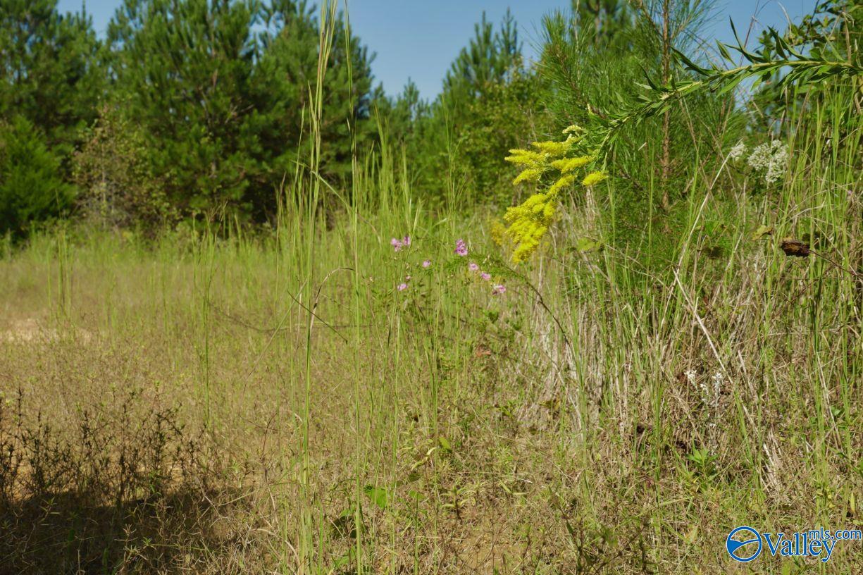 160 Acres Concord Church Road, Talladega, Alabama image 6