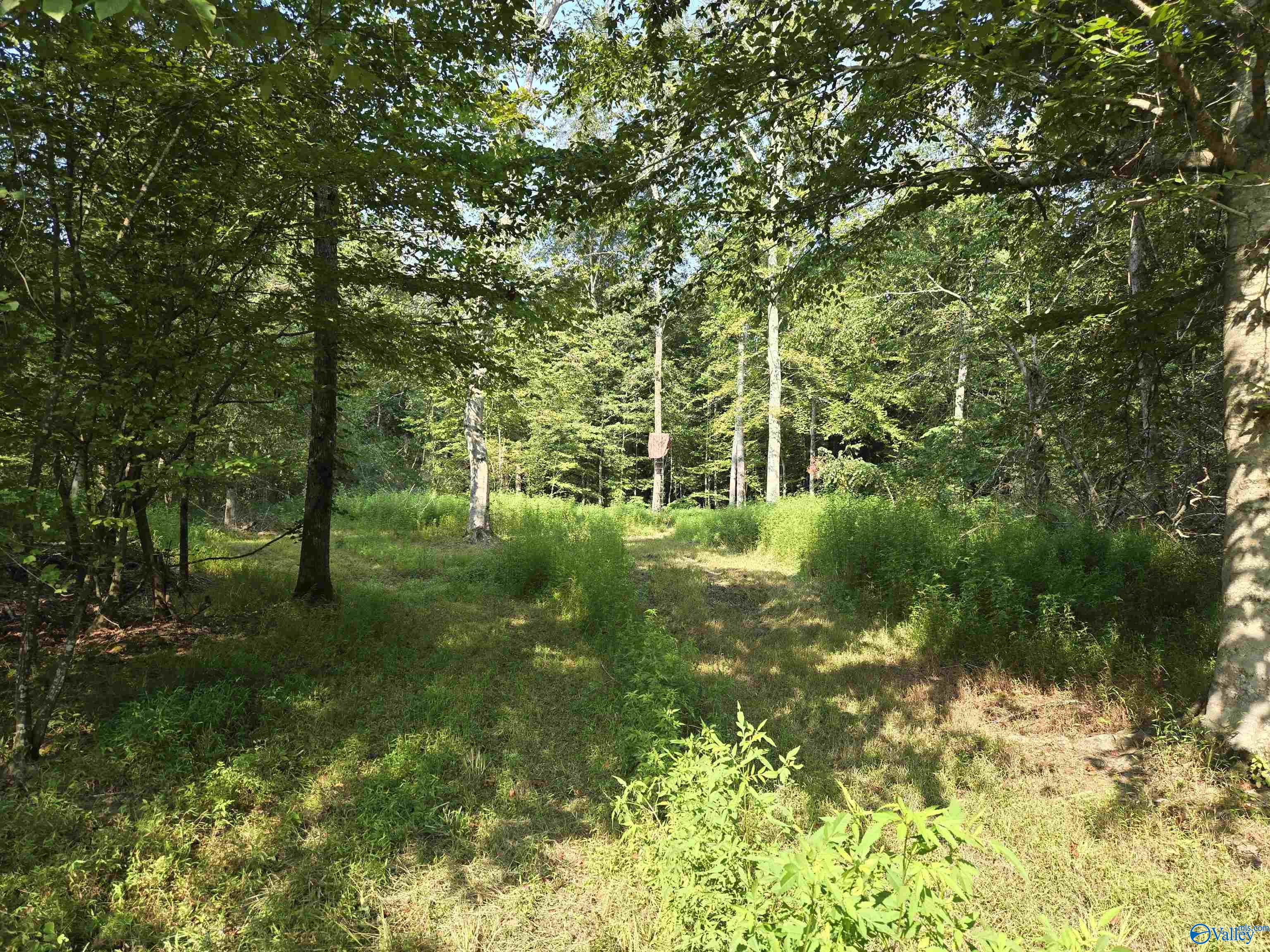 26 Acres Mulberry Road, Hazel Green, Alabama image 13