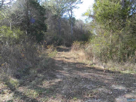 Vacant Land For Sale - TRACK 7 County Road 41<br/> Cherokee County, Gaylesville, AL 35973