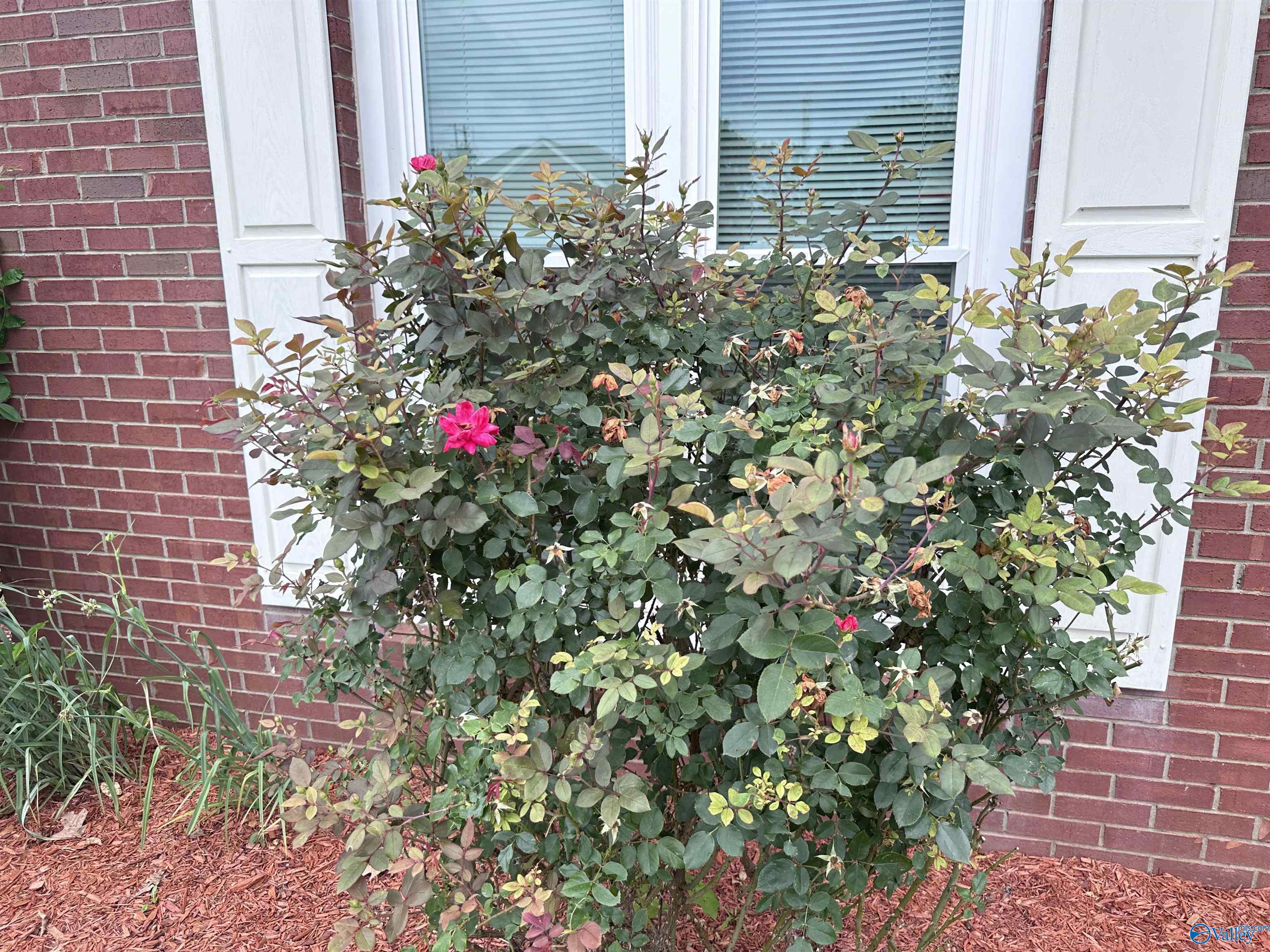 203 Lincoln Avenue, Muscle Shoals, Alabama image 38