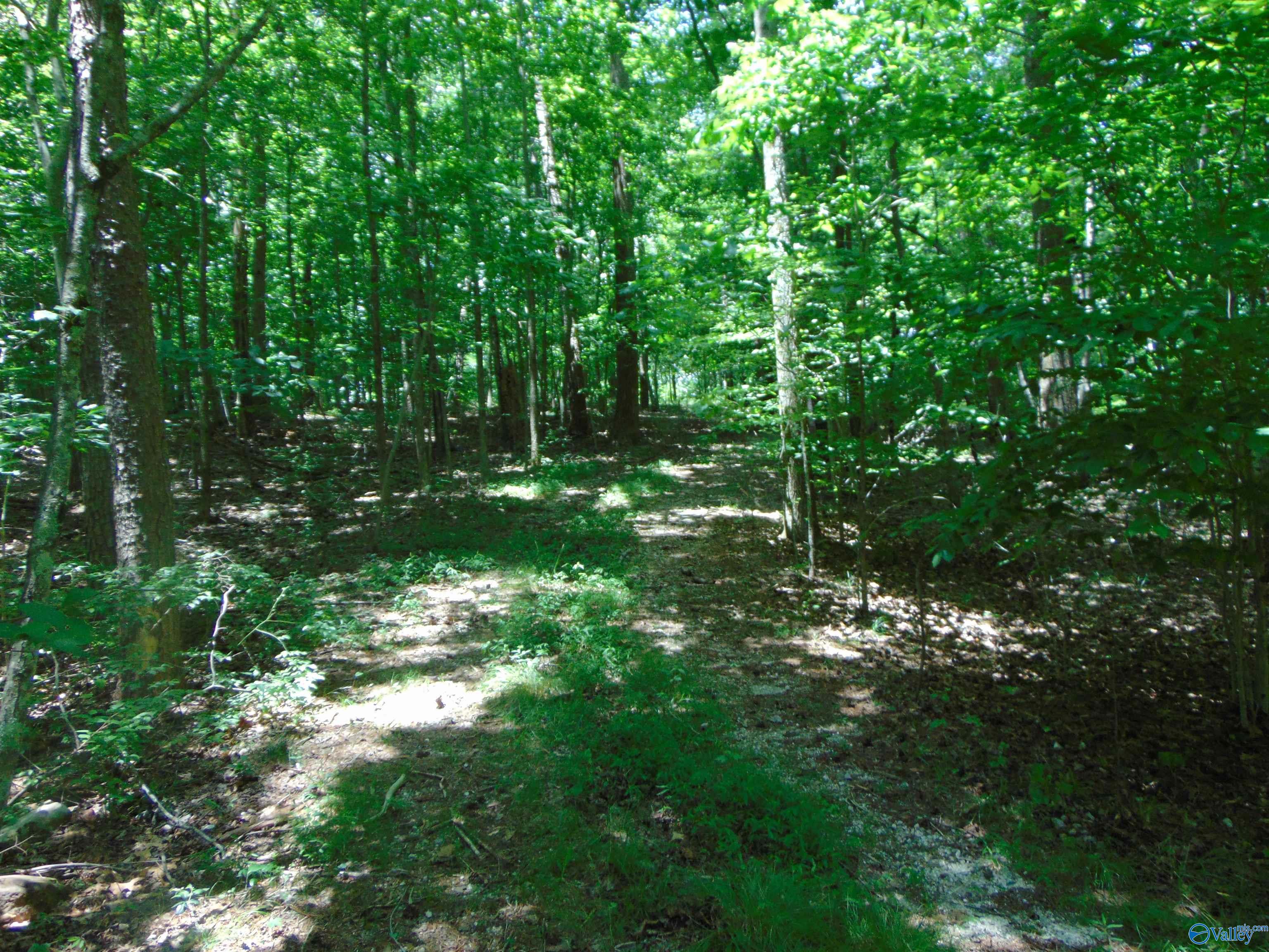 Lot 22 County Road 89, Mentone, Alabama image 6