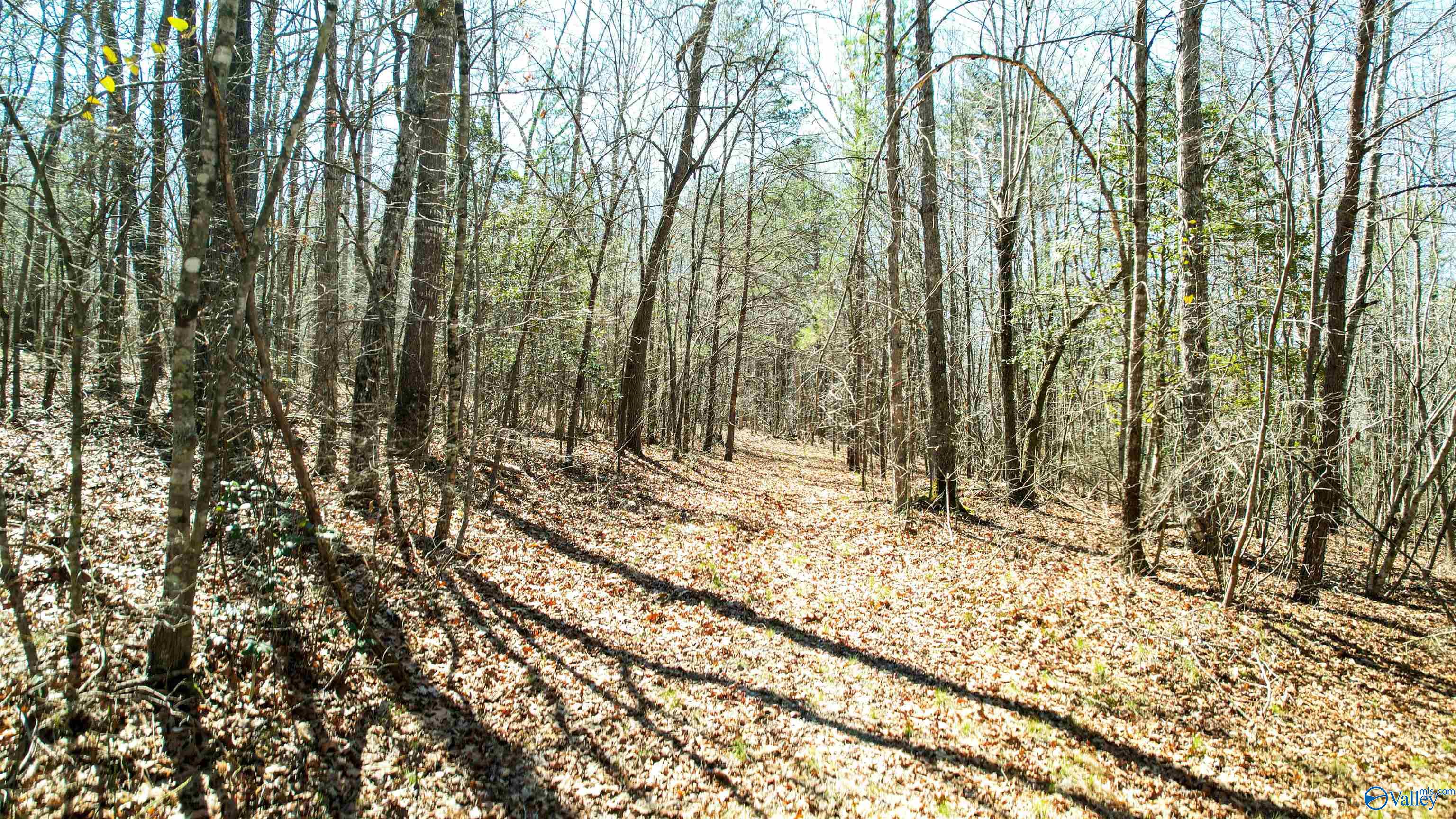 40 Acres County Road 492, Henagar, Alabama image 11