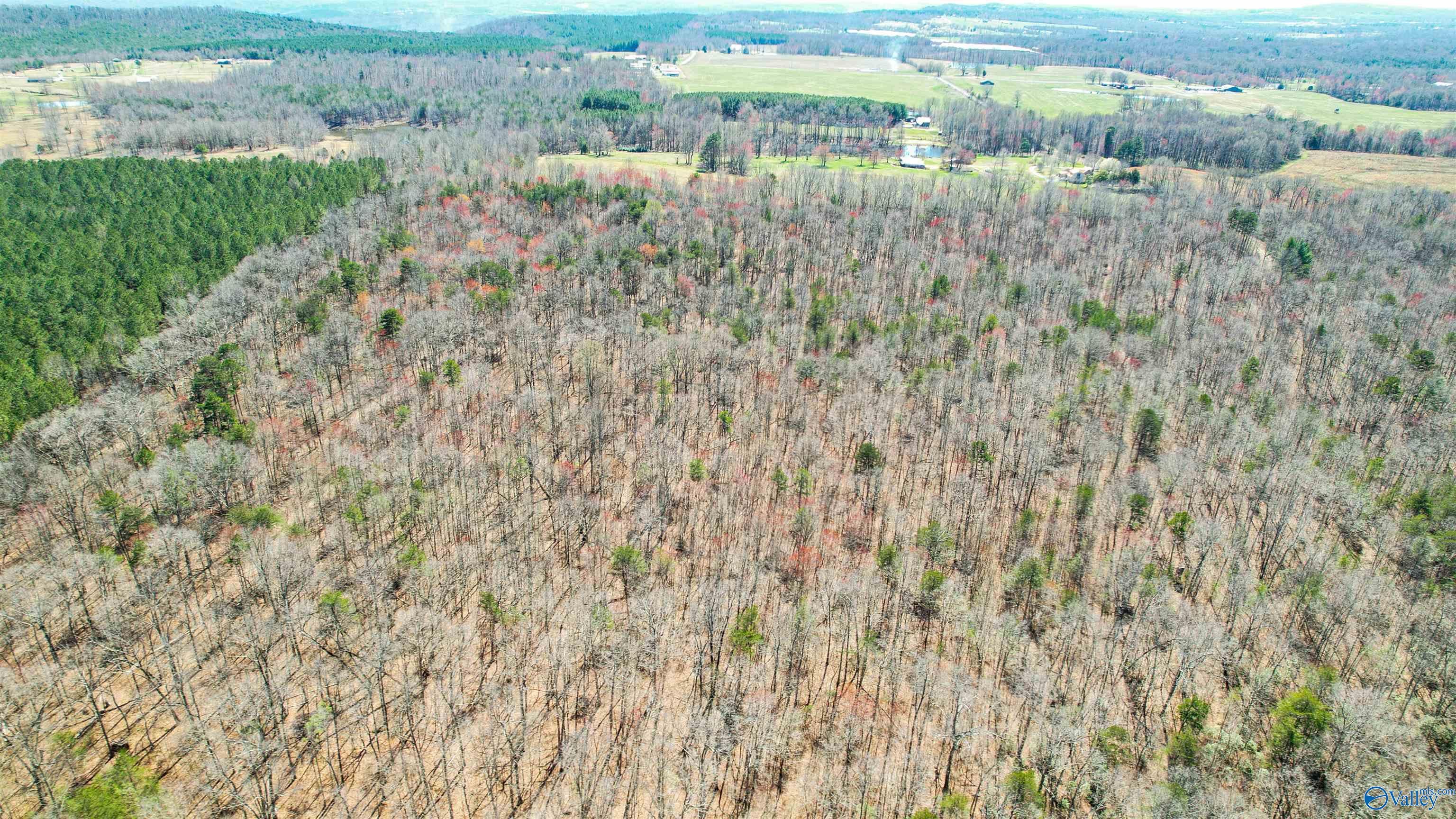 40 Acres County Road 492, Henagar, Alabama image 21