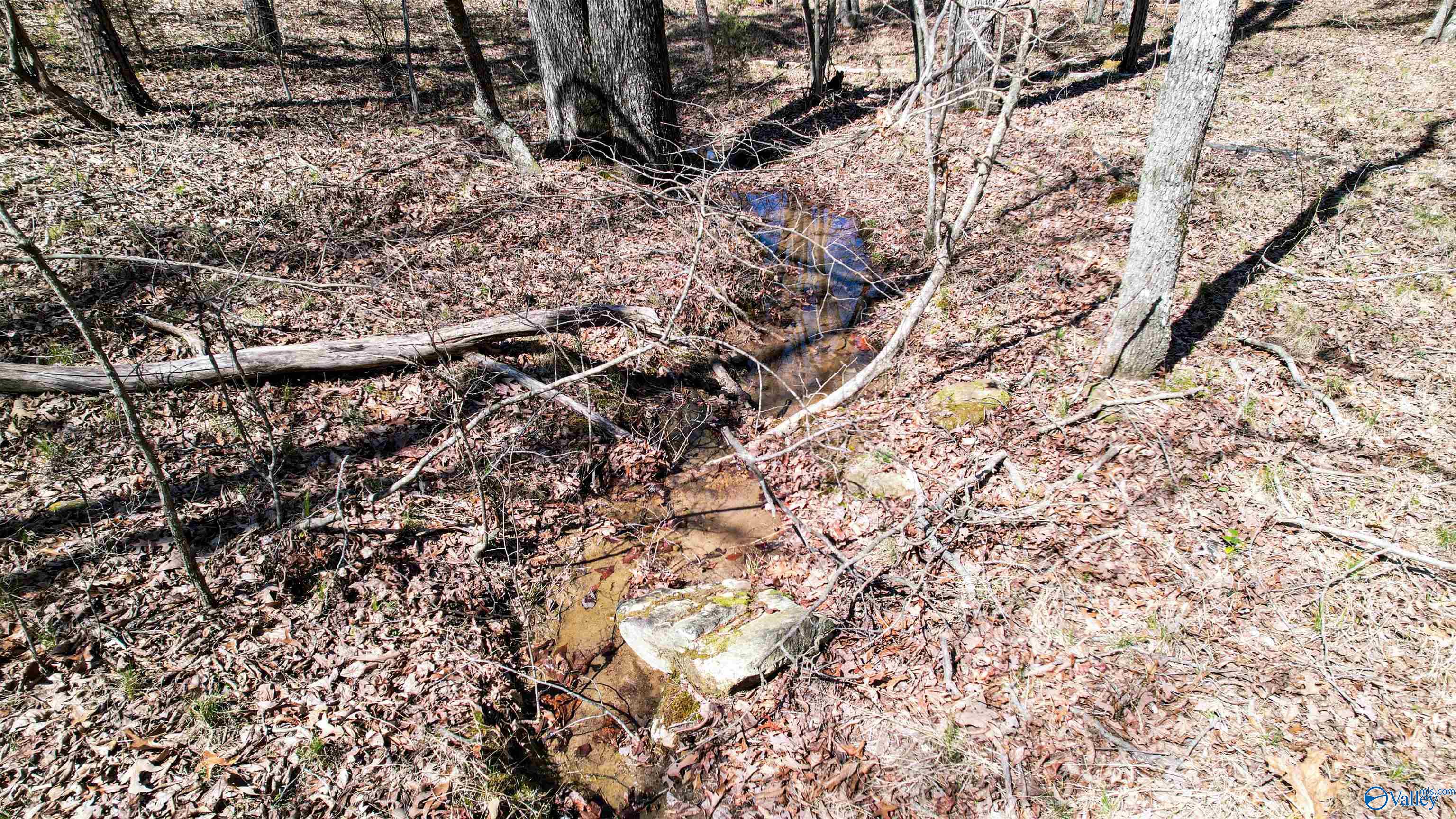 40 Acres County Road 492, Henagar, Alabama image 5