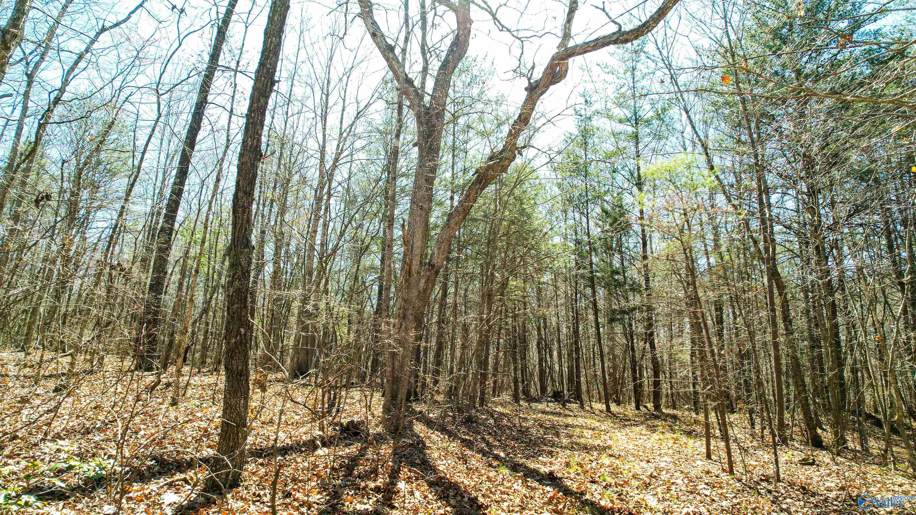 40 Acres County Road 492, Henagar, Alabama image 13