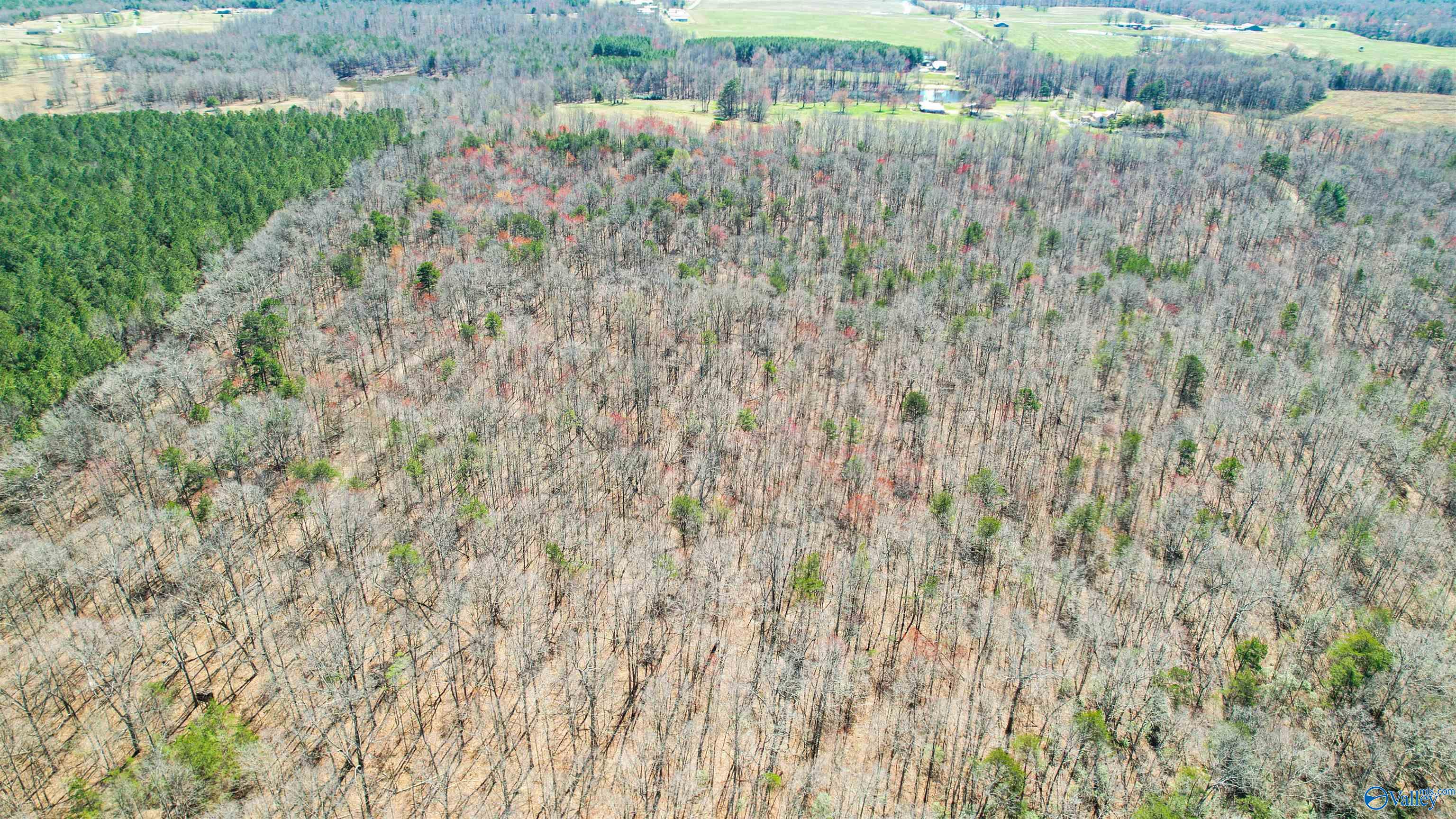 40 Acres County Road 492, Henagar, Alabama image 22