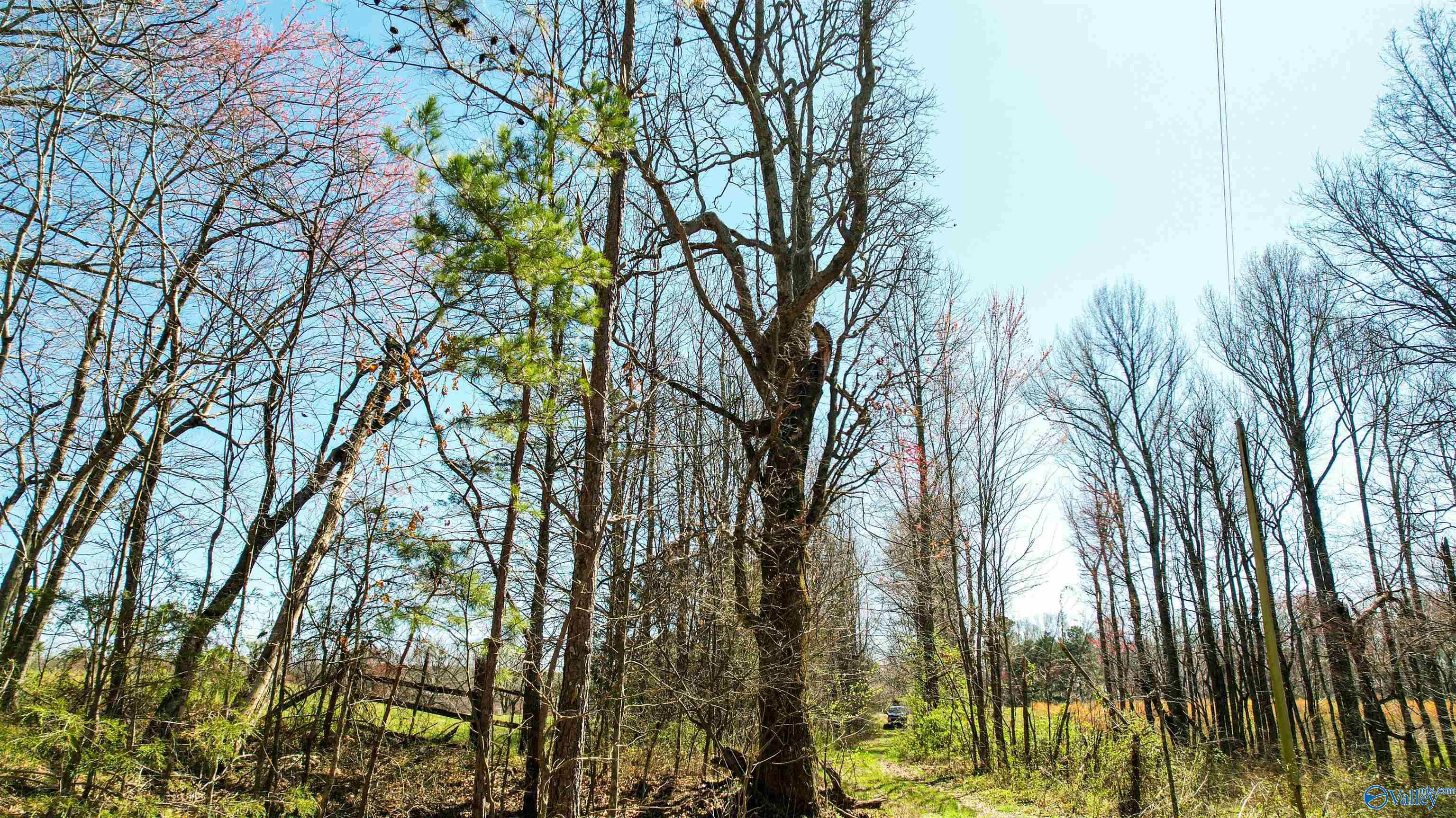 40 Acres County Road 492, Henagar, Alabama image 15