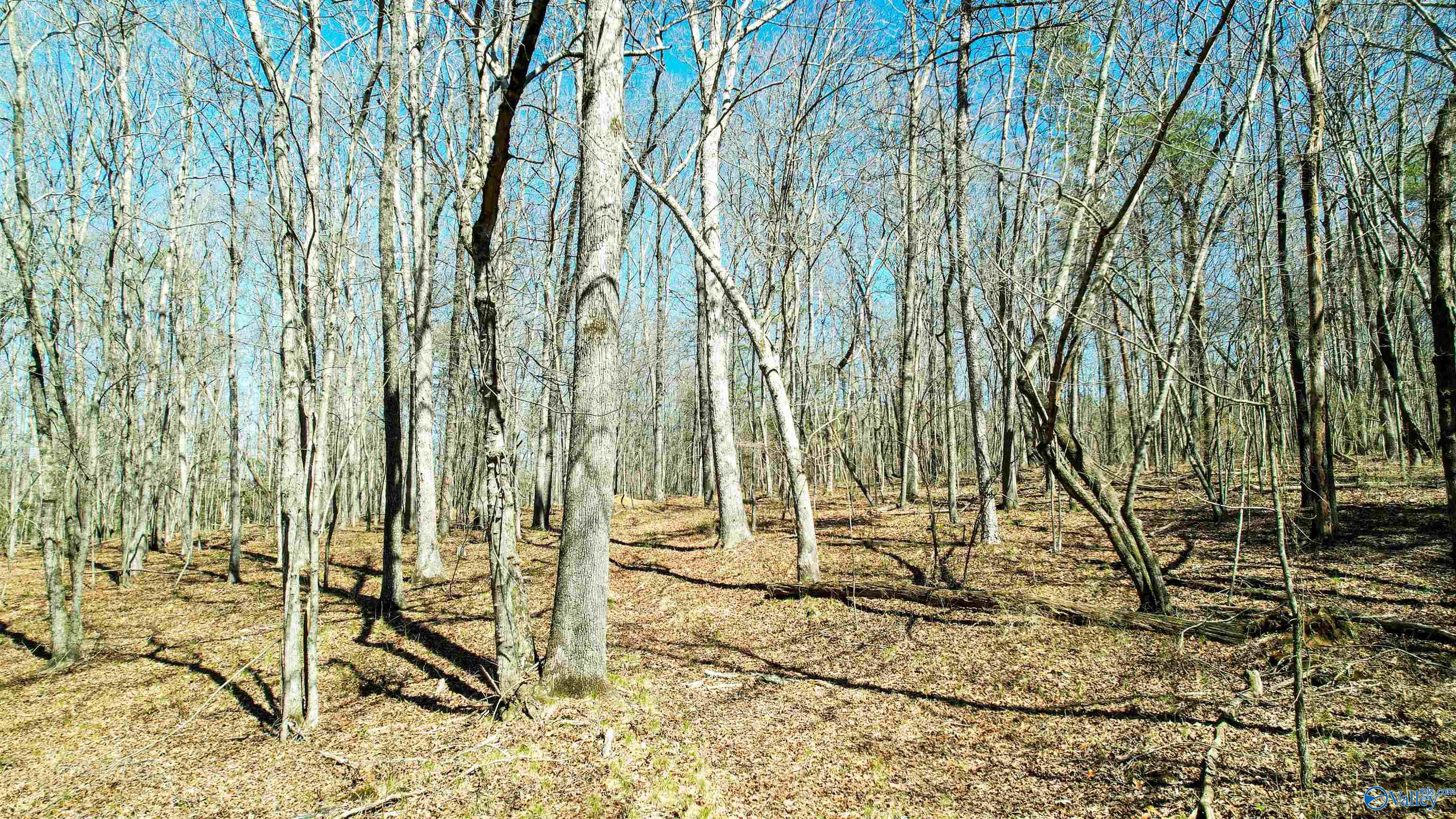 40 Acres County Road 492, Henagar, Alabama image 6