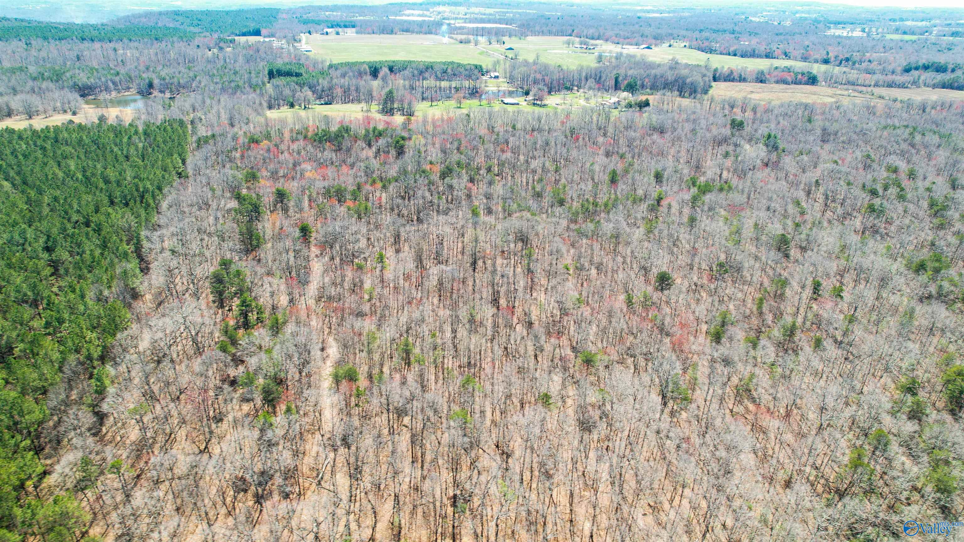 40 Acres County Road 492, Henagar, Alabama image 20