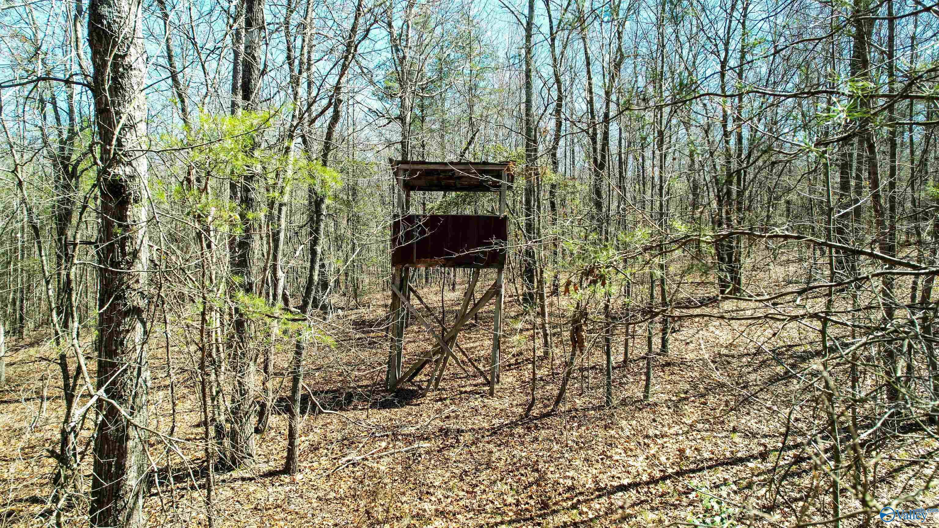 40 Acres County Road 492, Henagar, Alabama image 4