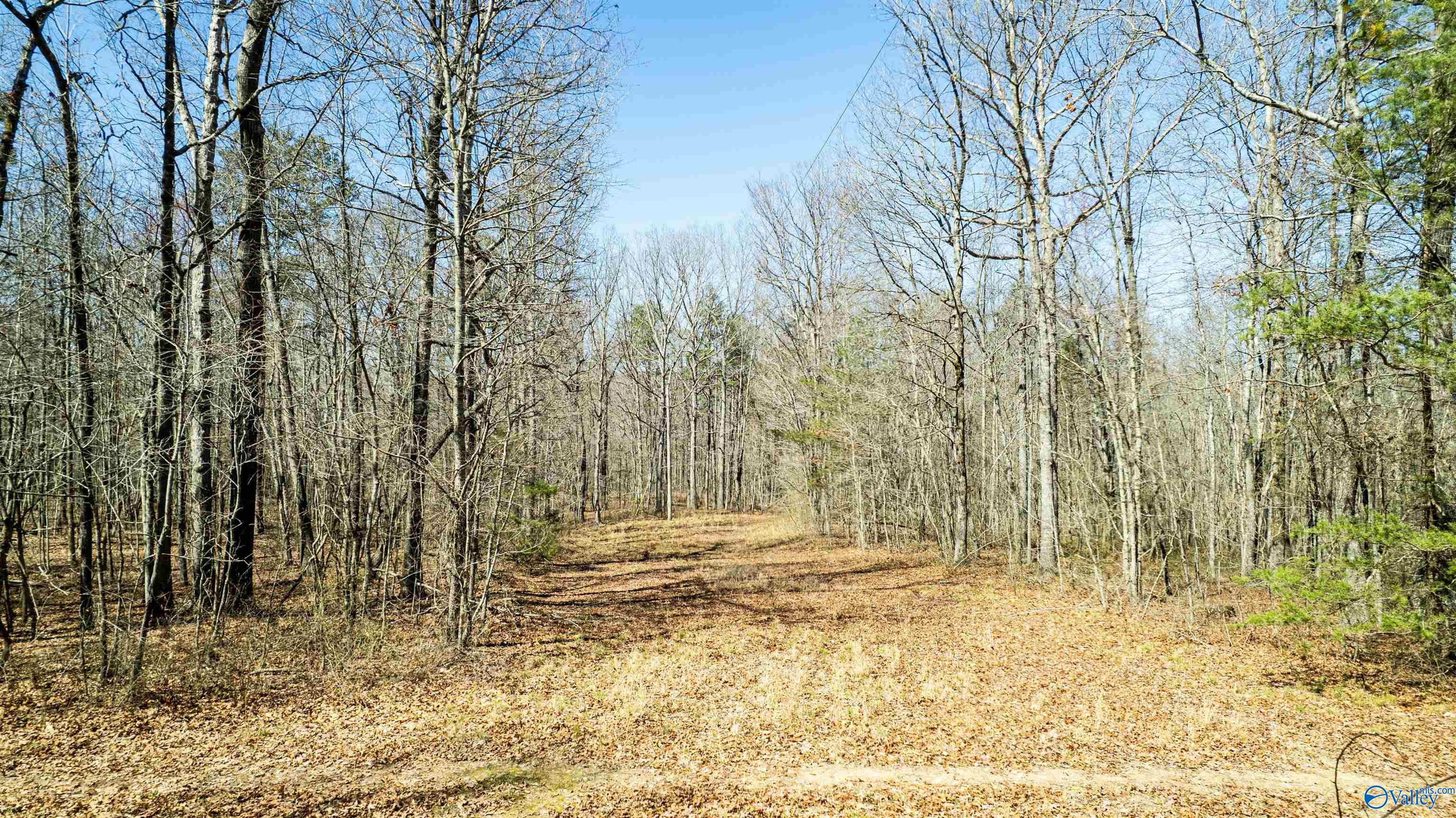 40 Acres County Road 492, Henagar, Alabama image 2