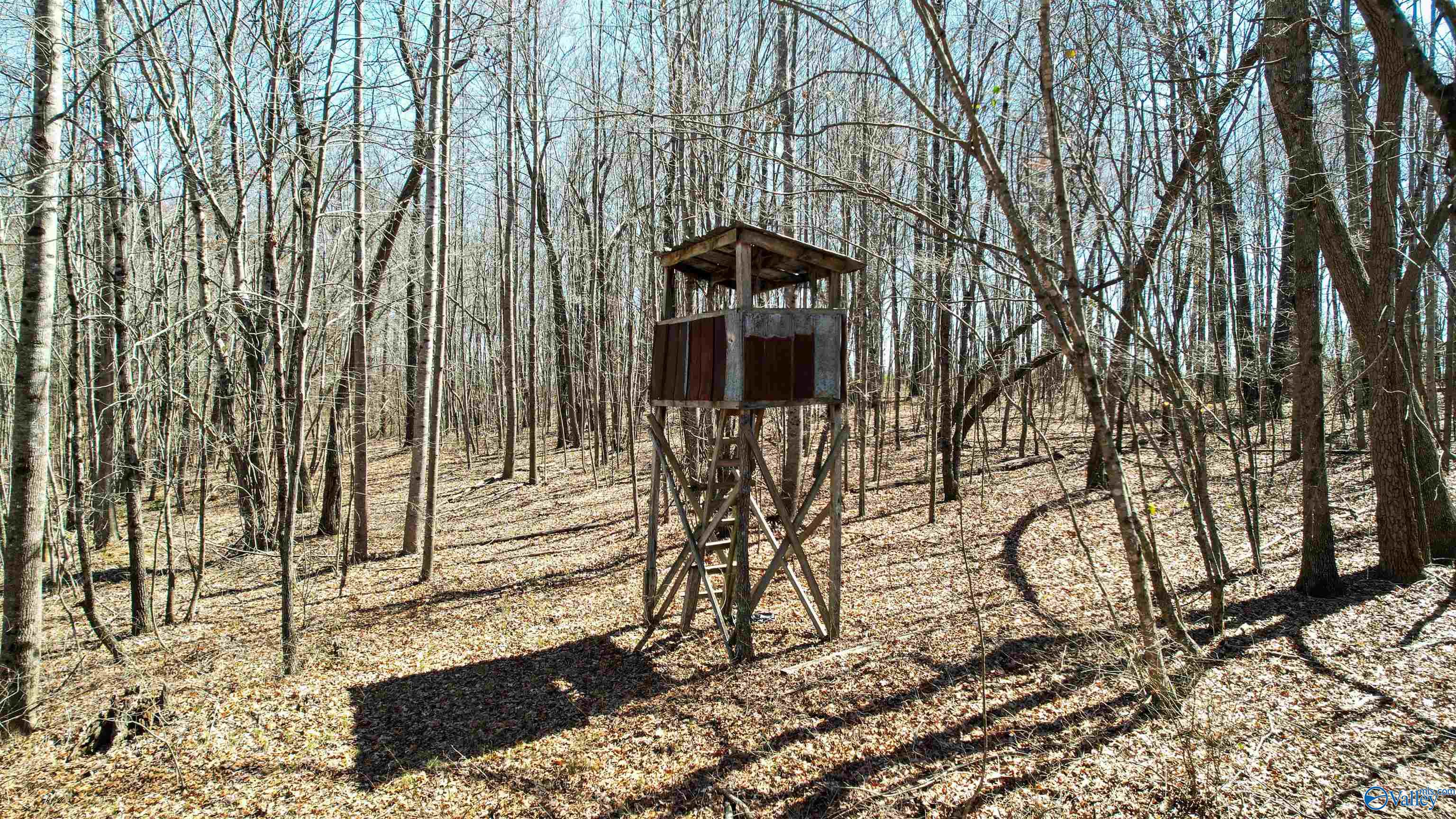 40 Acres County Road 492, Henagar, Alabama image 3