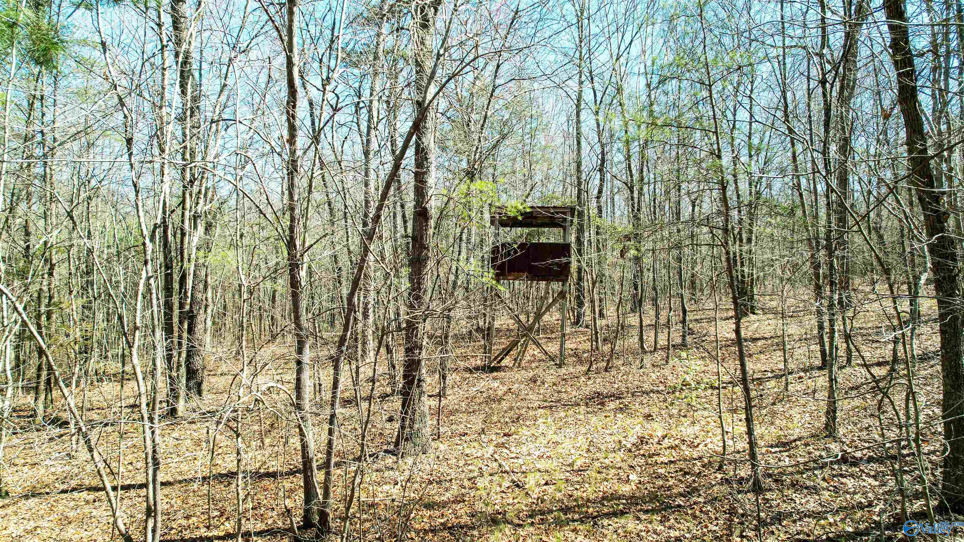 40 Acres County Road 492, Henagar, Alabama image 12