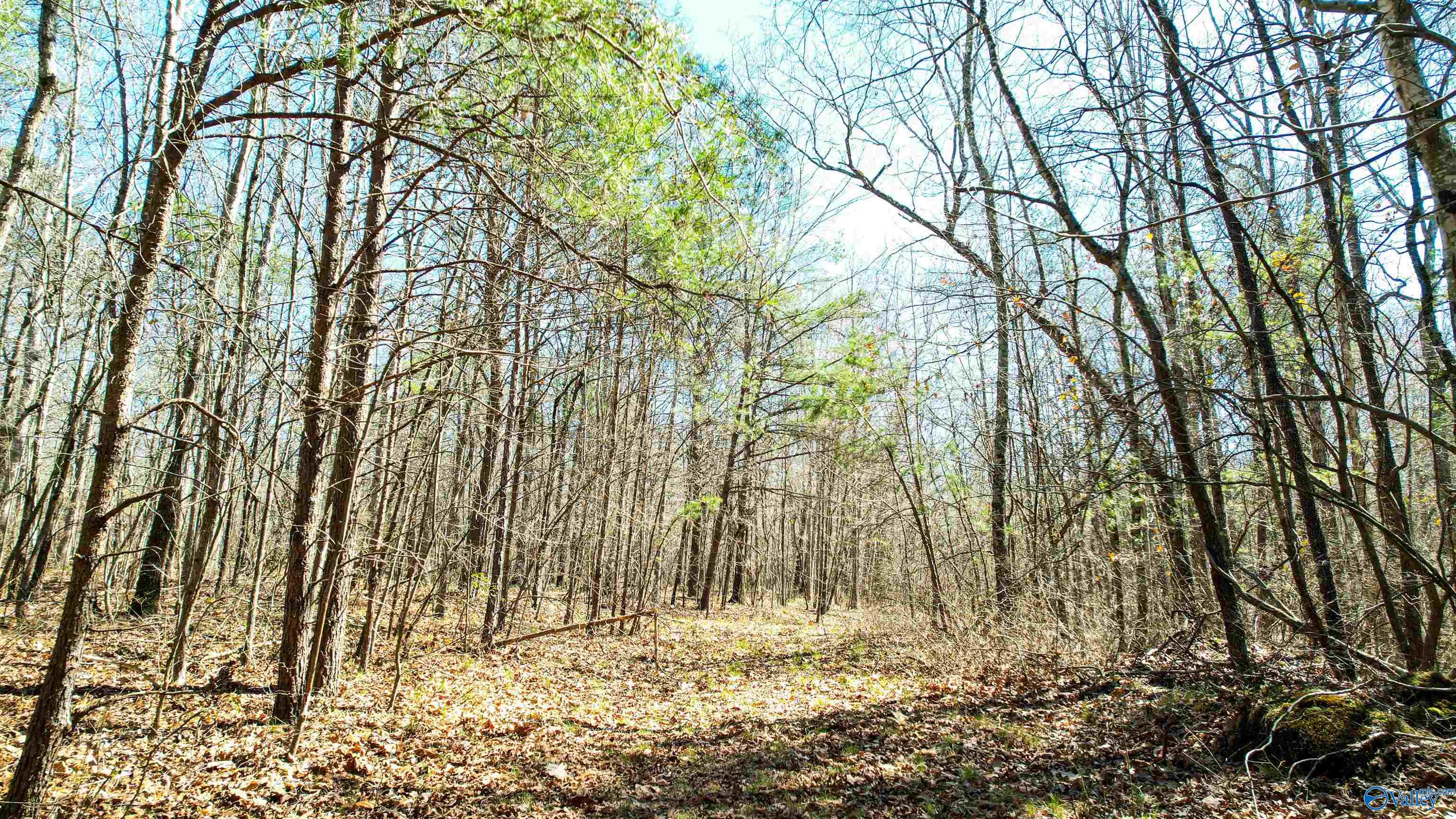 40 Acres County Road 492, Henagar, Alabama image 14