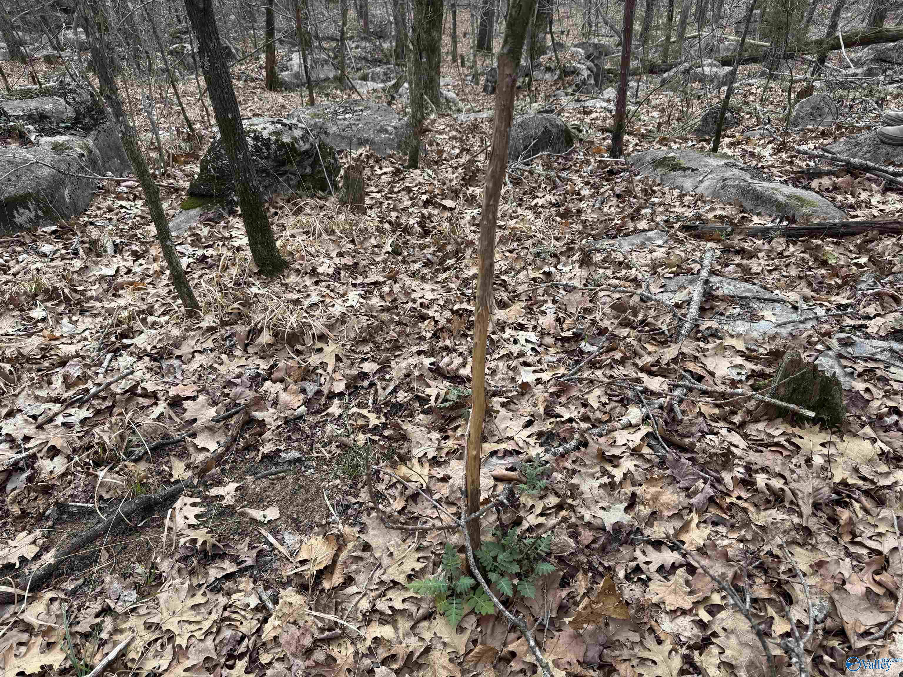 53 County Road 21, Scottsboro, Alabama image 6