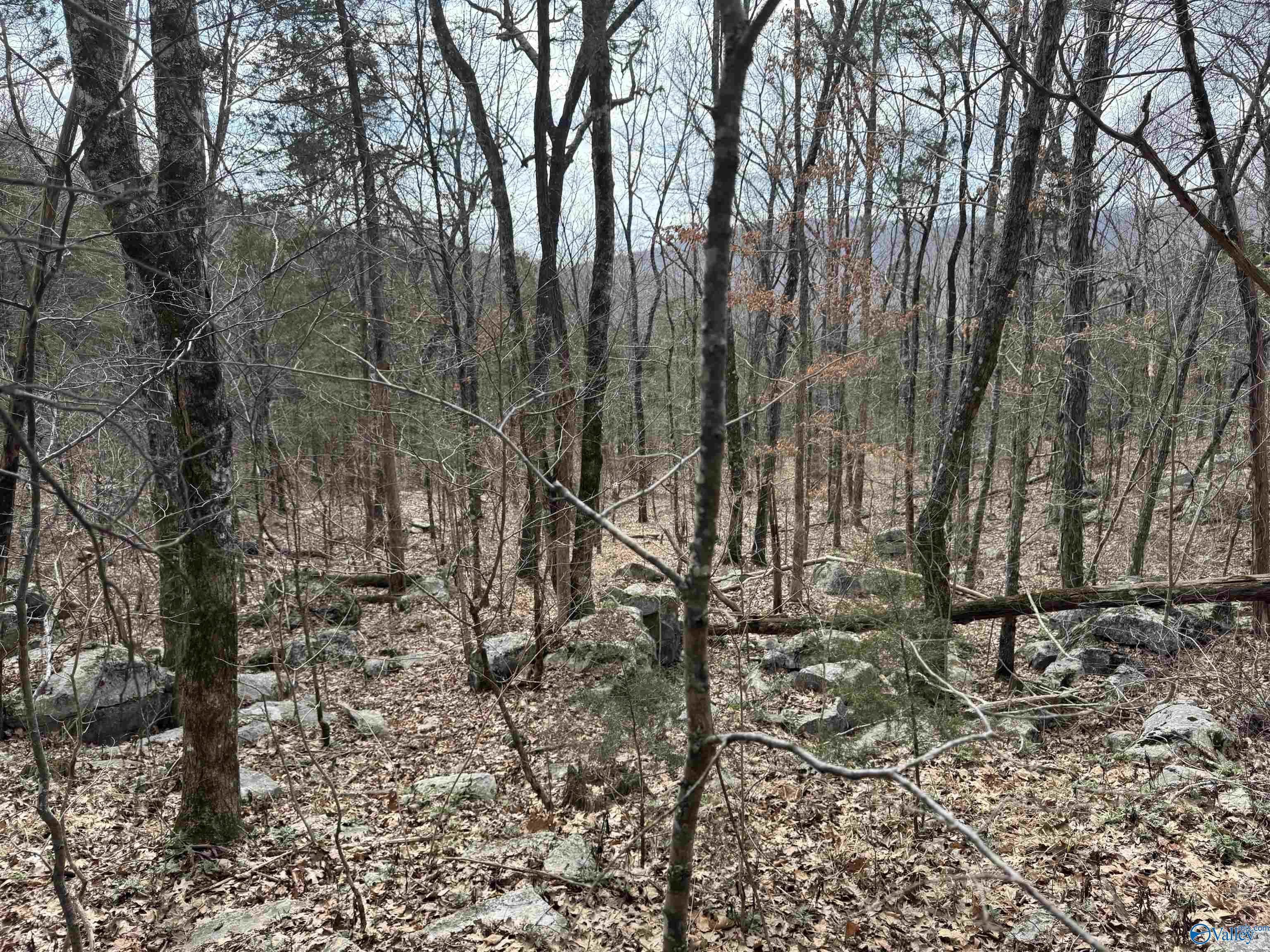 53 County Road 21, Scottsboro, Alabama image 7