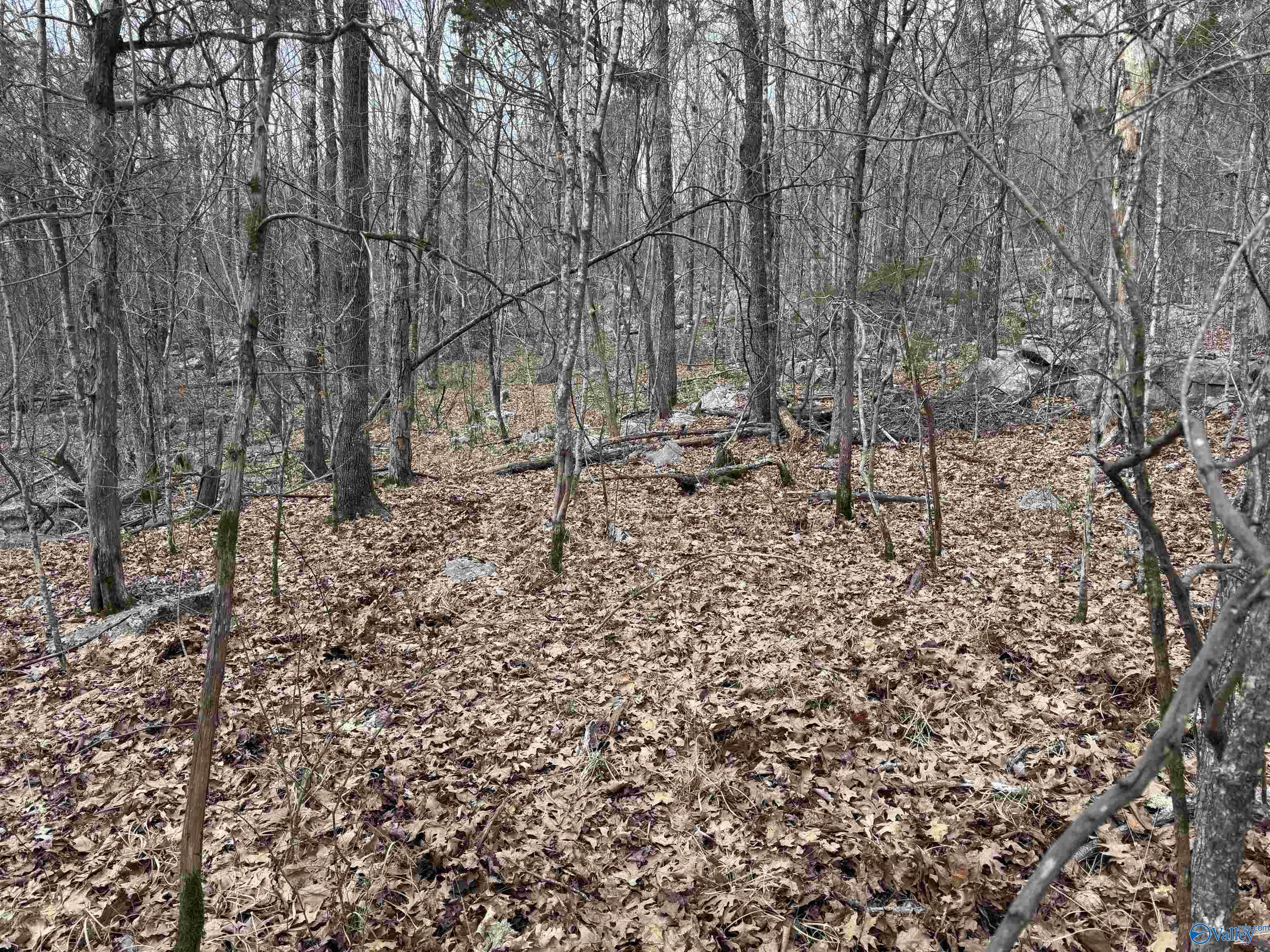 53 County Road 21, Scottsboro, Alabama image 5