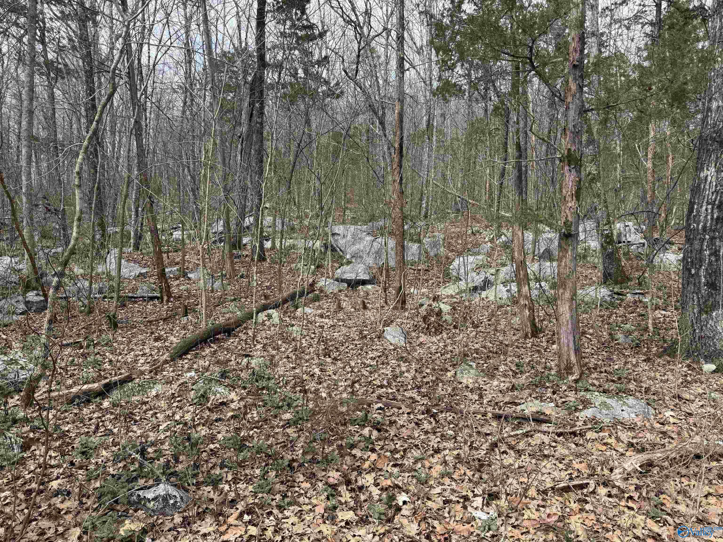 53 County Road 21, Scottsboro, Alabama image 4