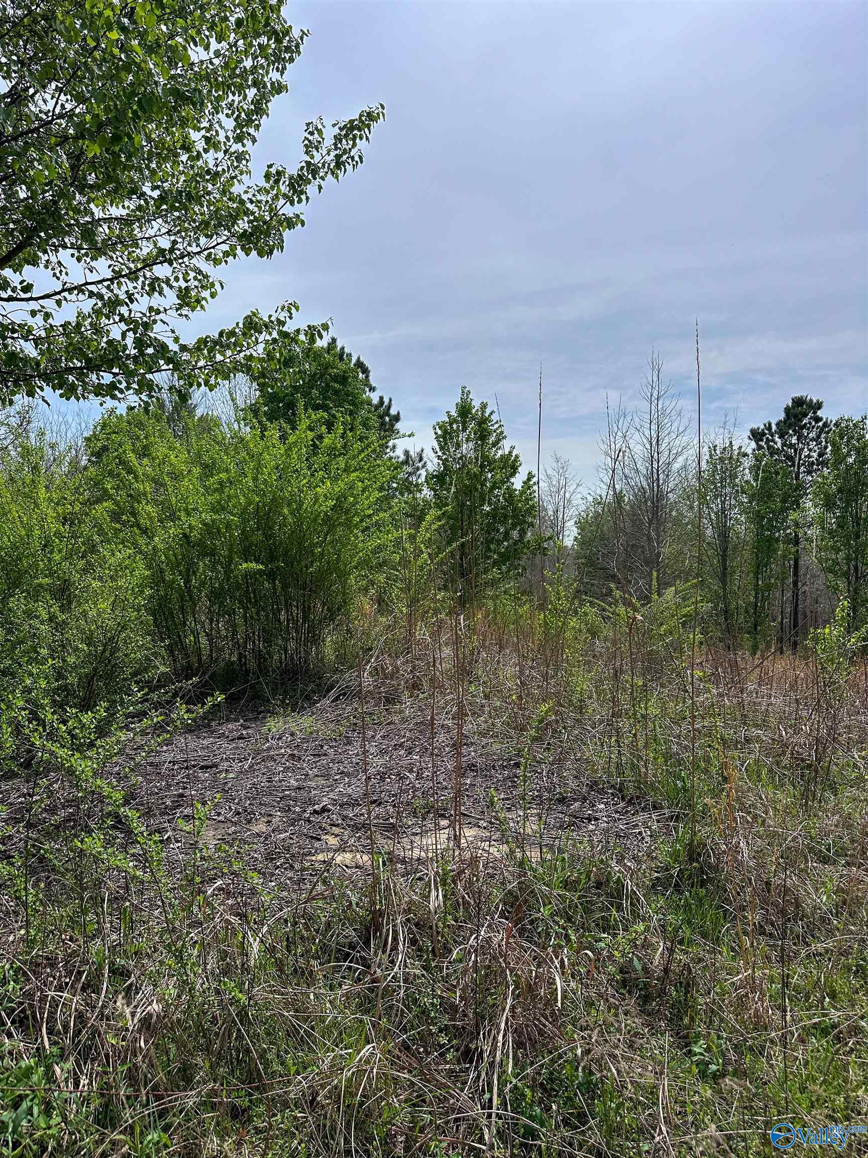6.15 Acres State Highway 13, Phil Campbell, Alabama image 11