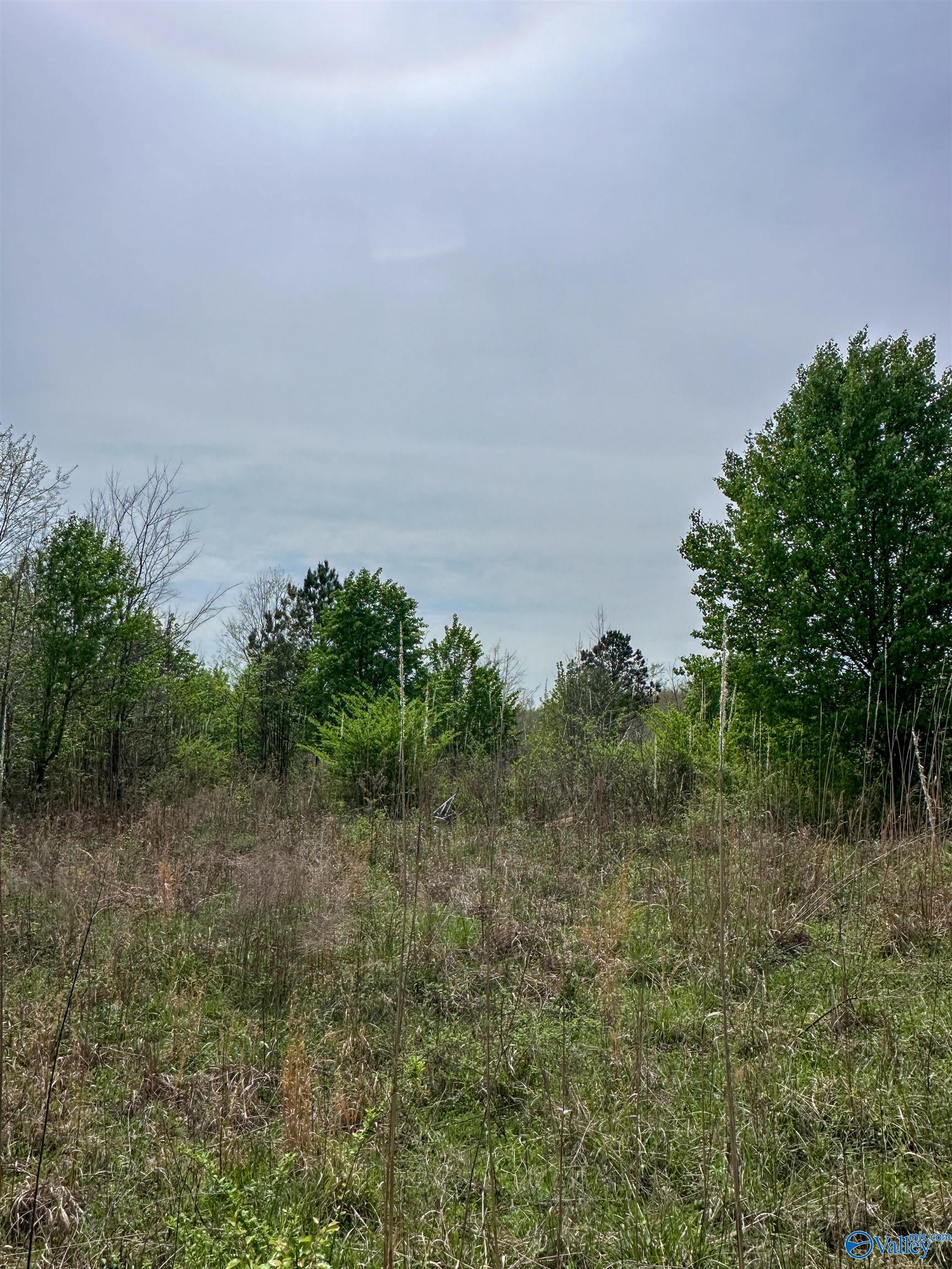 6.15 Acres State Highway 13, Phil Campbell, Alabama image 9