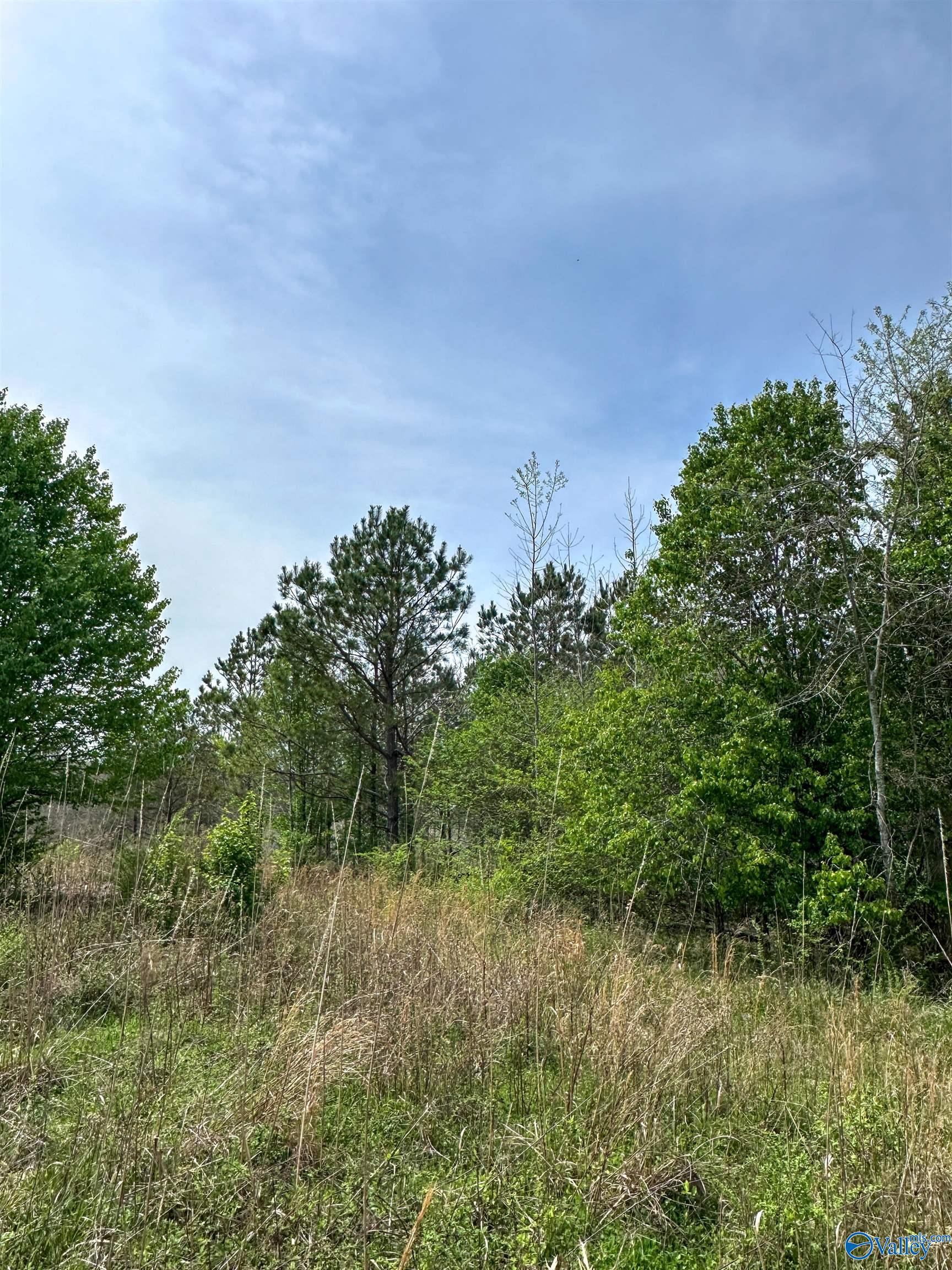 6.15 Acres State Highway 13, Phil Campbell, Alabama image 8