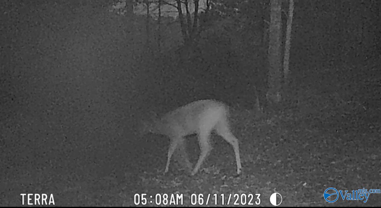 6.15 Acres State Highway 13, Phil Campbell, Alabama image 5