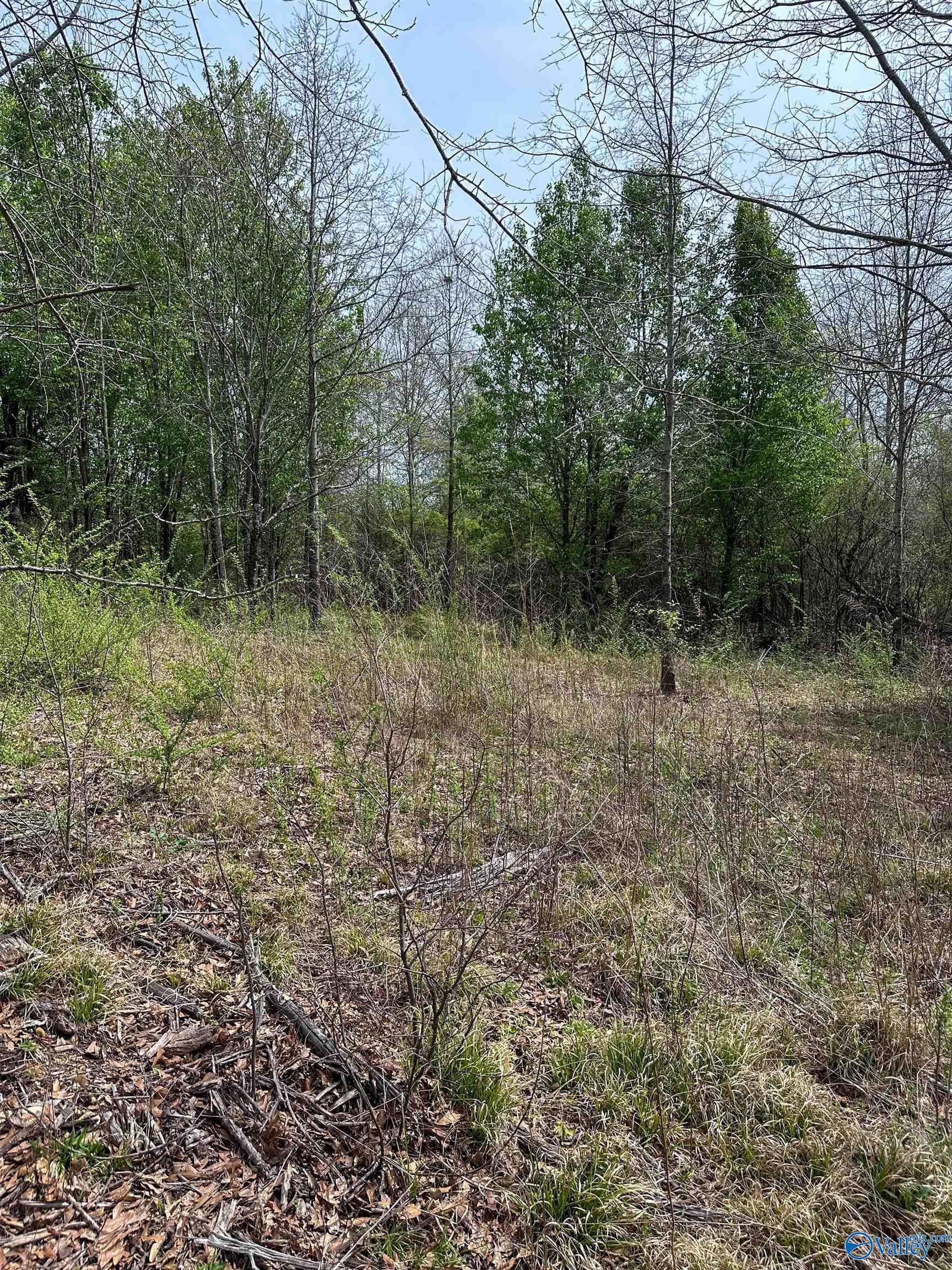 6.15 Acres State Highway 13, Phil Campbell, Alabama image 14