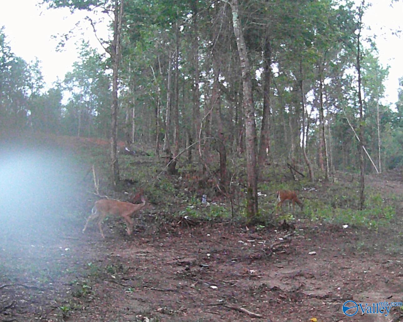6.15 Acres State Highway 13, Phil Campbell, Alabama image 3