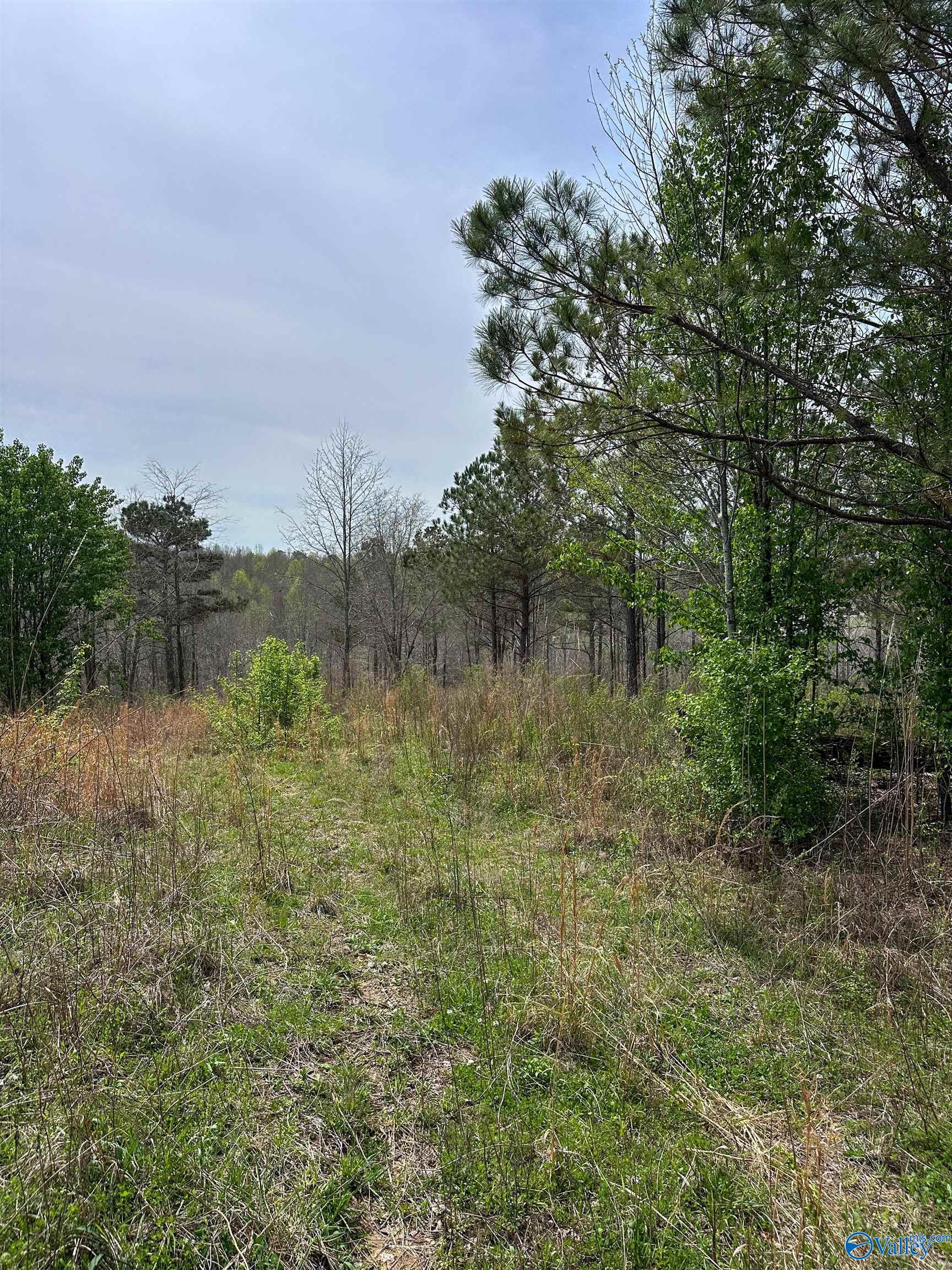 6.15 Acres State Highway 13, Phil Campbell, Alabama image 10