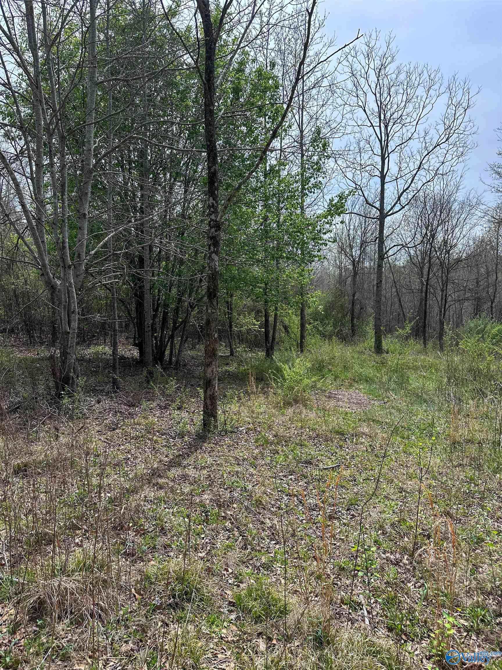 6.15 Acres State Highway 13, Phil Campbell, Alabama image 13