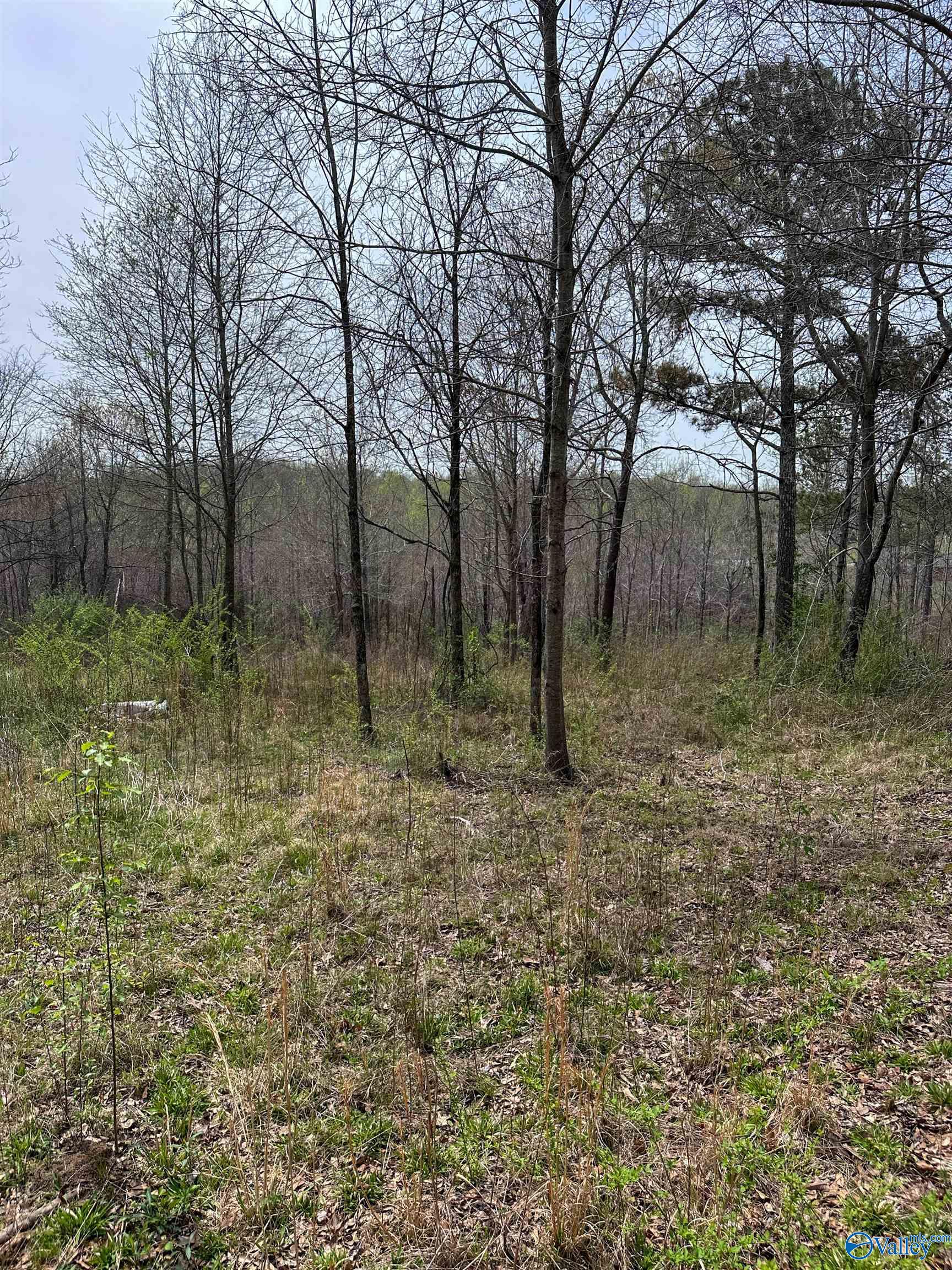 6.15 Acres State Highway 13, Phil Campbell, Alabama image 12