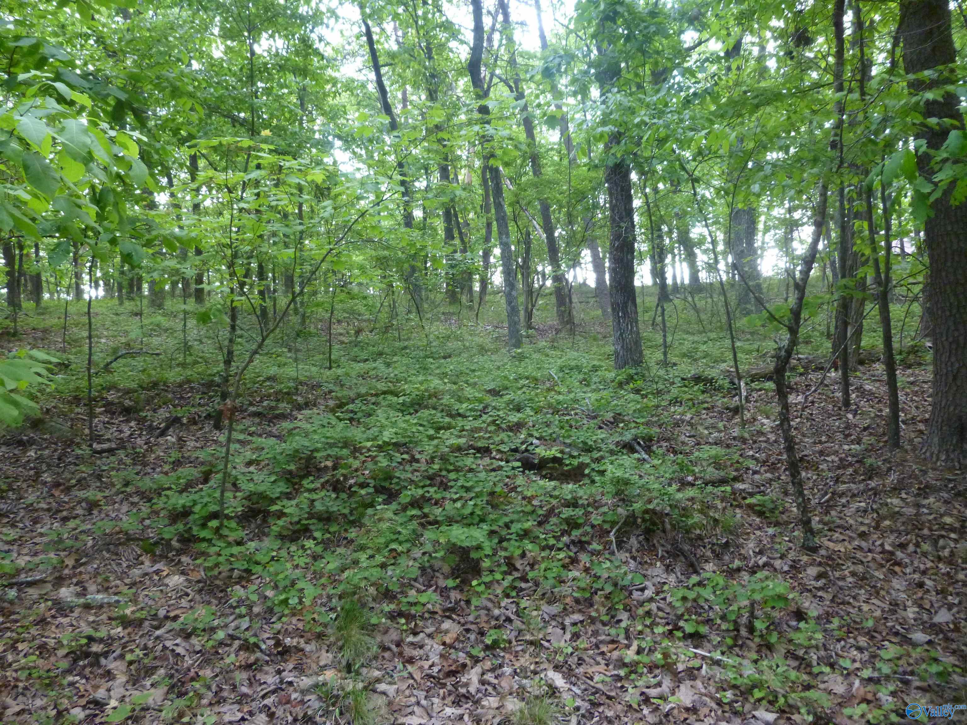3735 (lot 11) County Road 166 (citadel Rock Road), Fort Payne, Alabama image 10