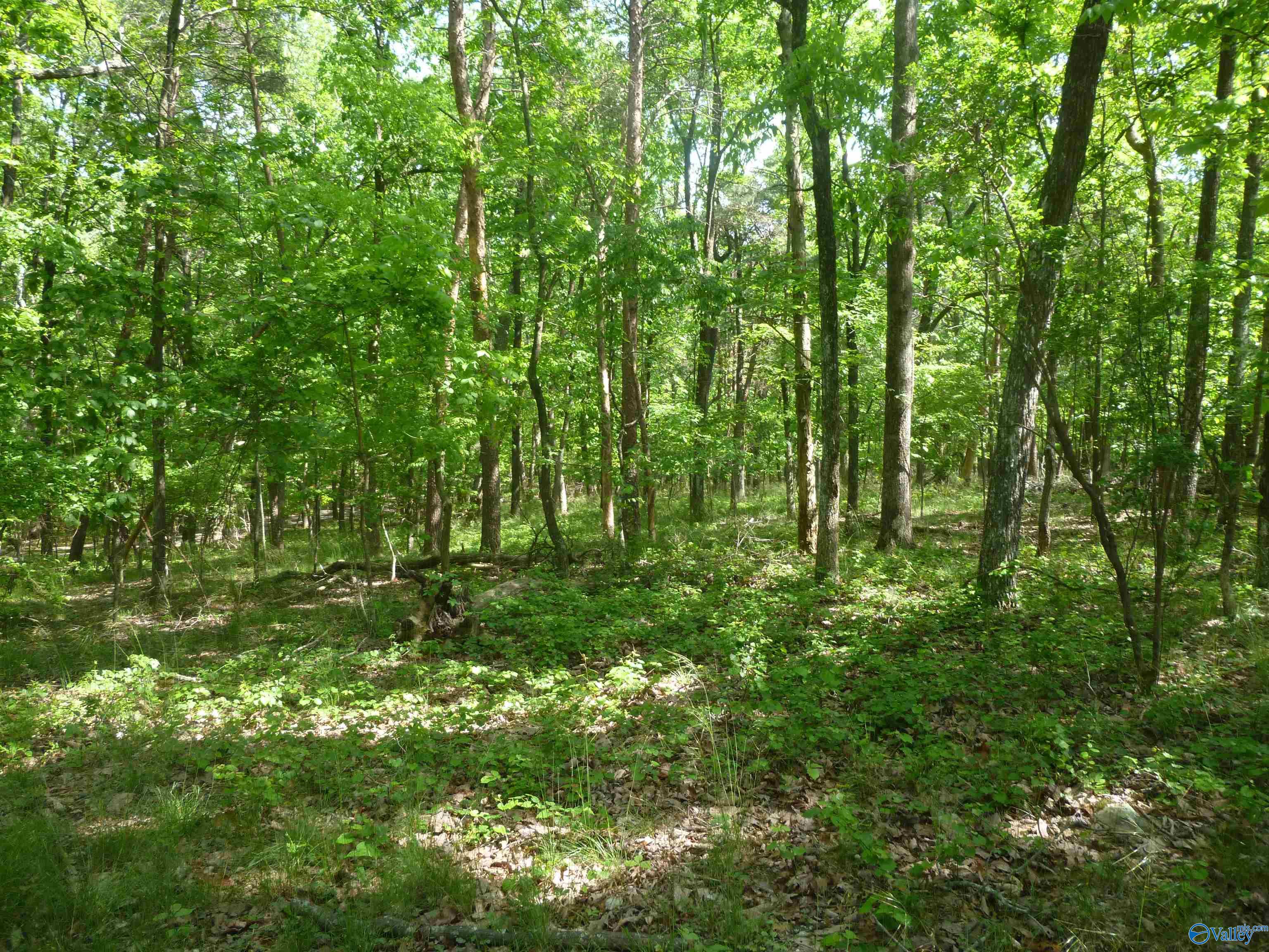 3735 (lot 11) County Road 166 (citadel Rock Road), Fort Payne, Alabama image 2